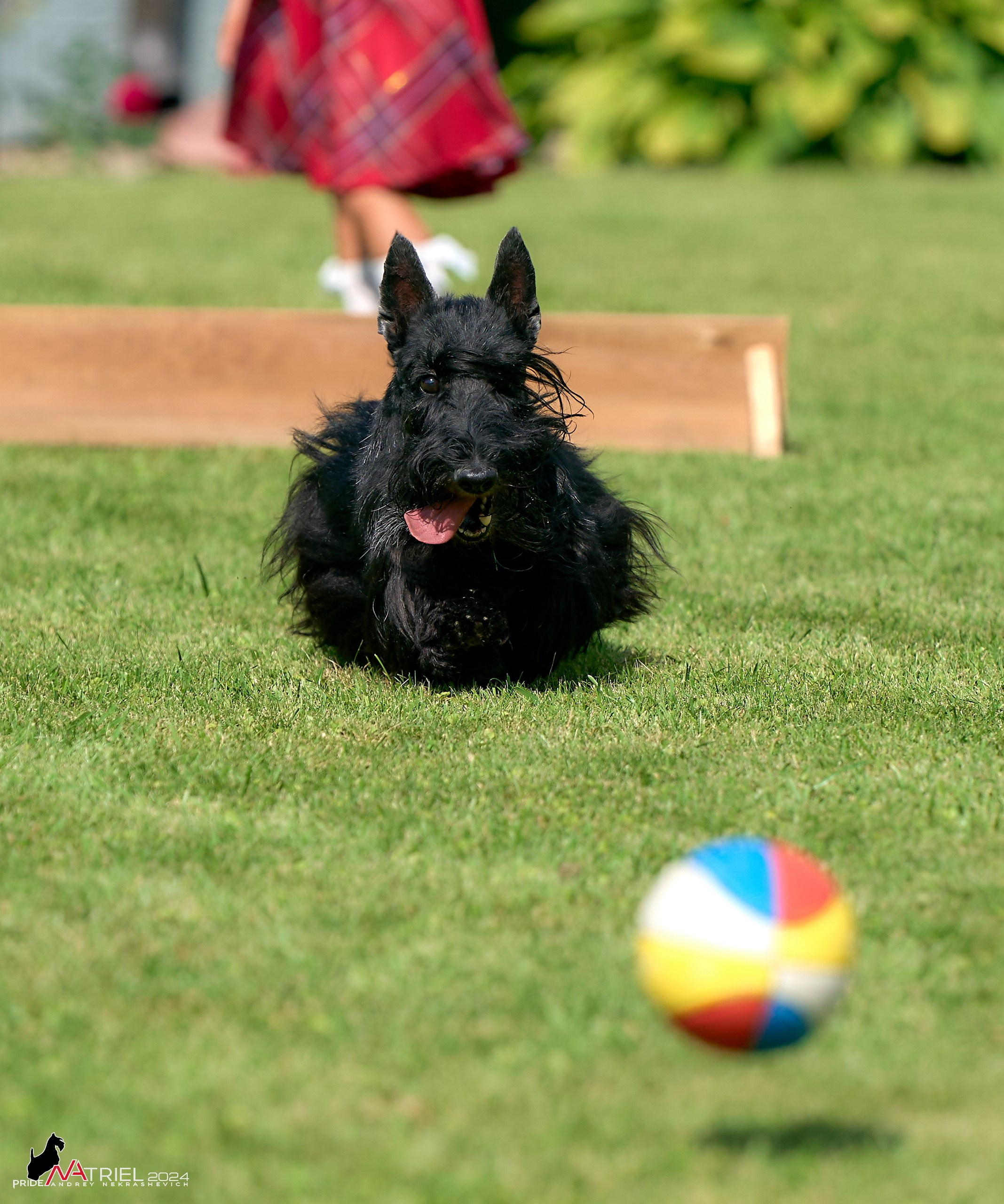 Скотчесемья «ИмпериалИти»