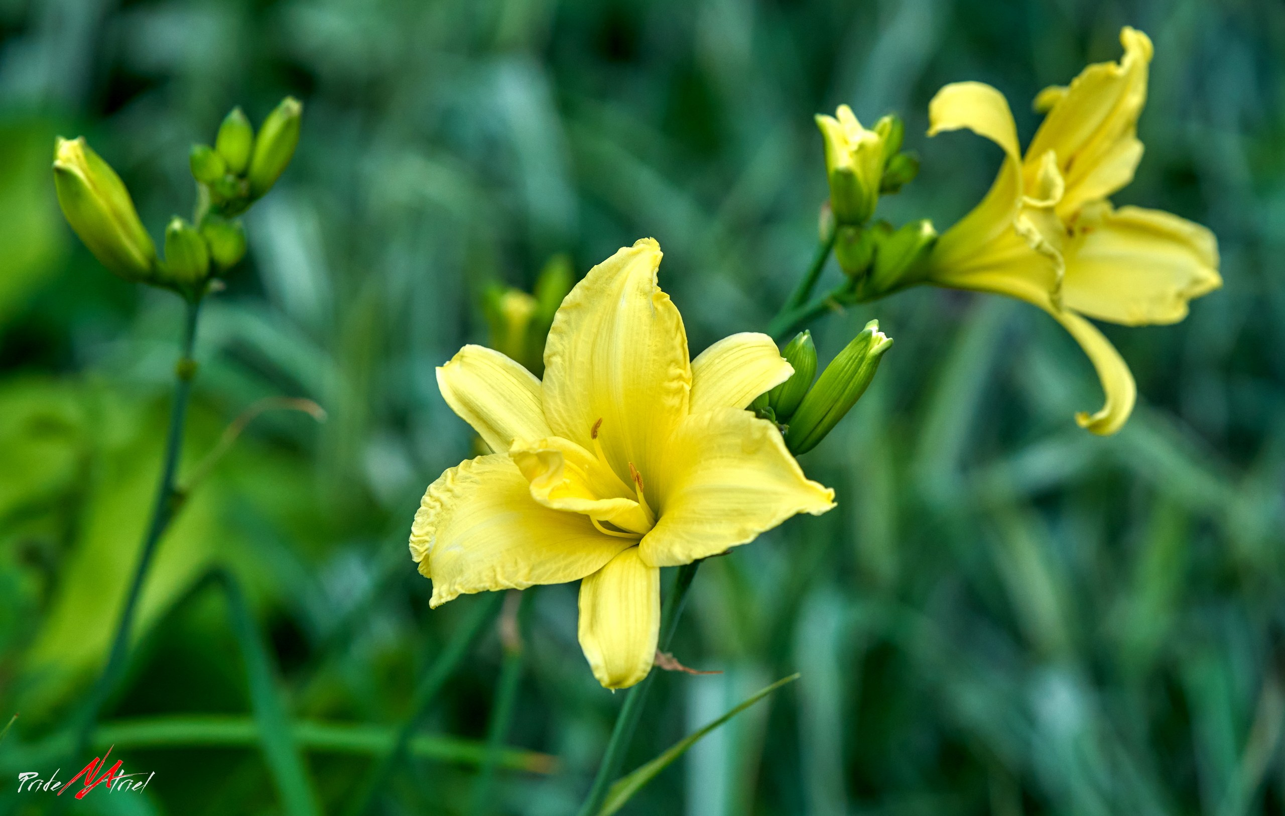 Лютики-цветочки — галерея NATRIEL