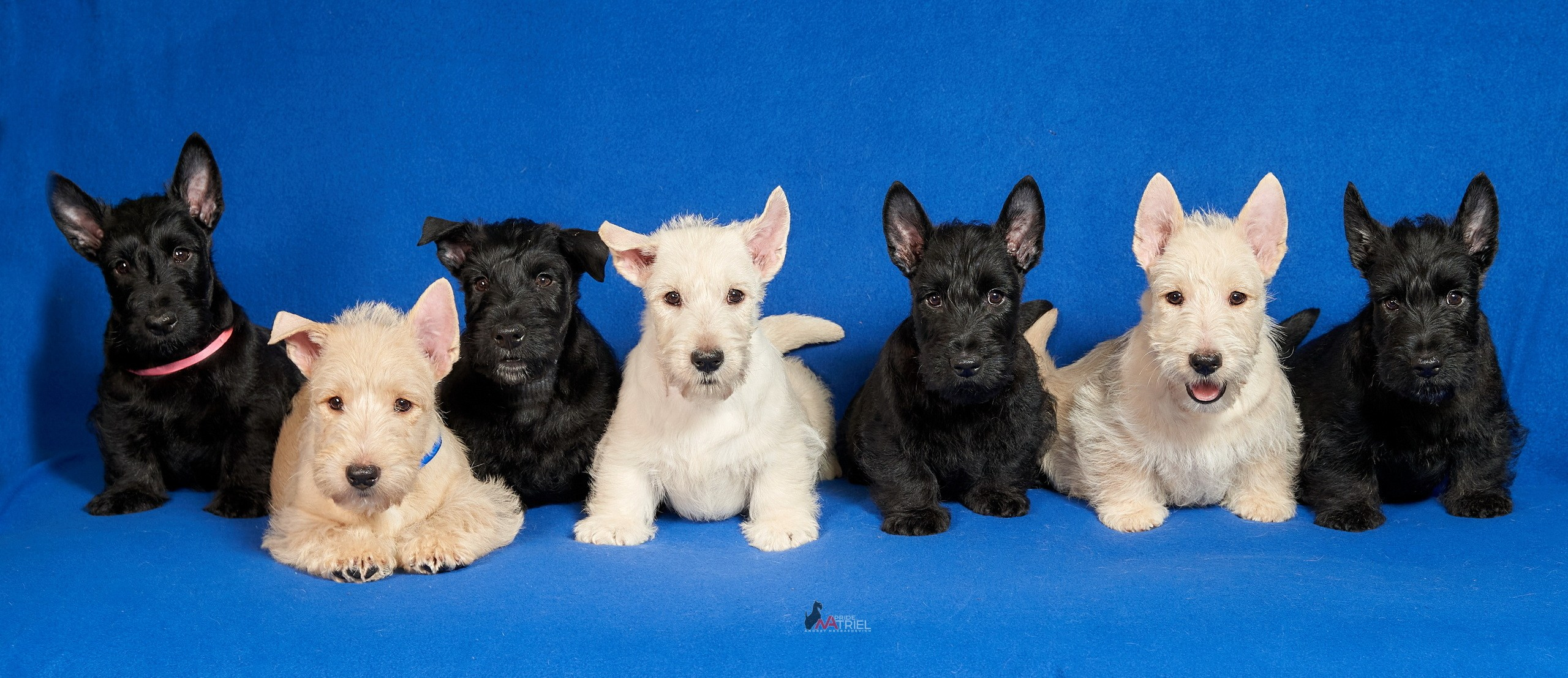 Щенки дома — галерея NATRIEL