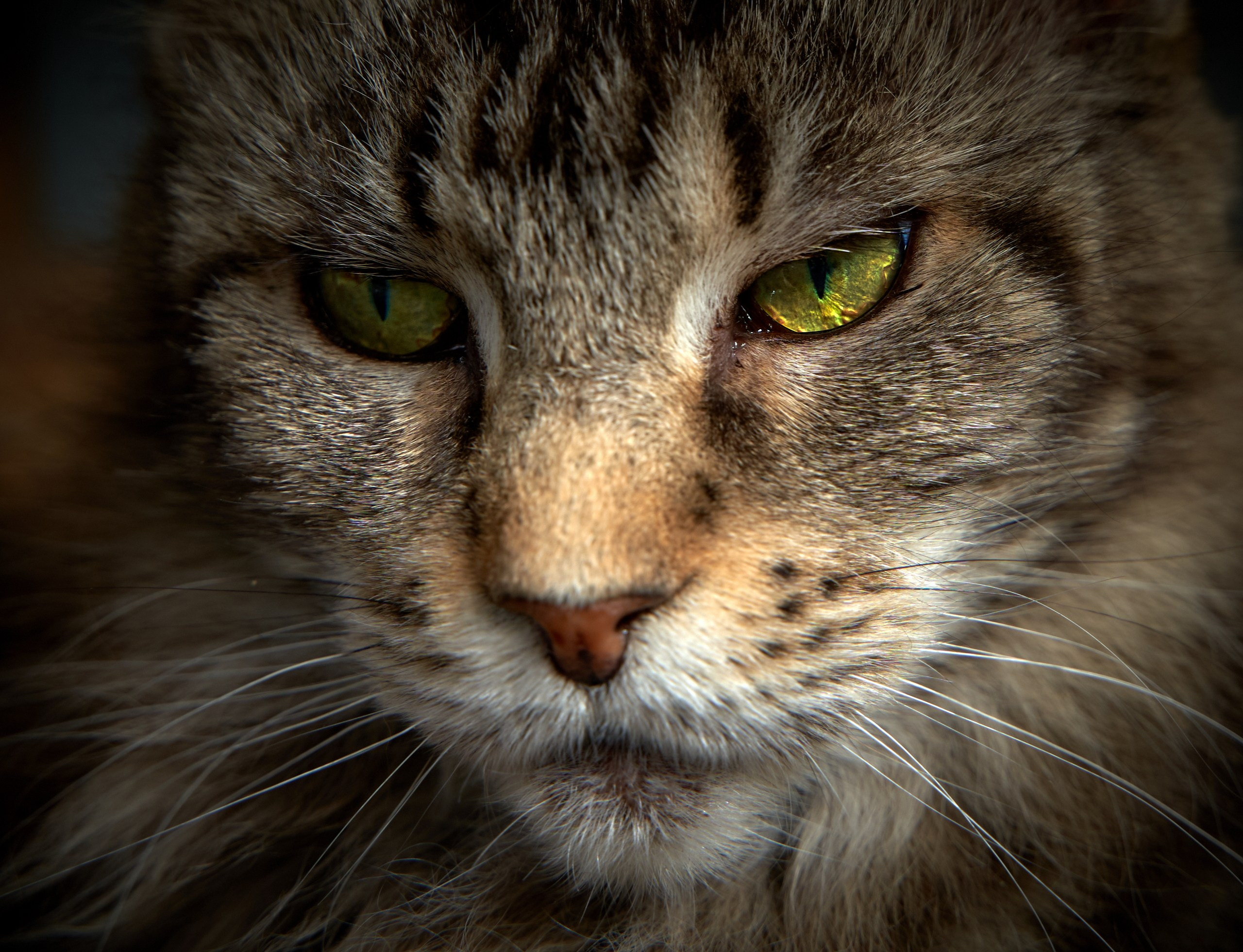 Домашние кошки — галерея NATRIEL