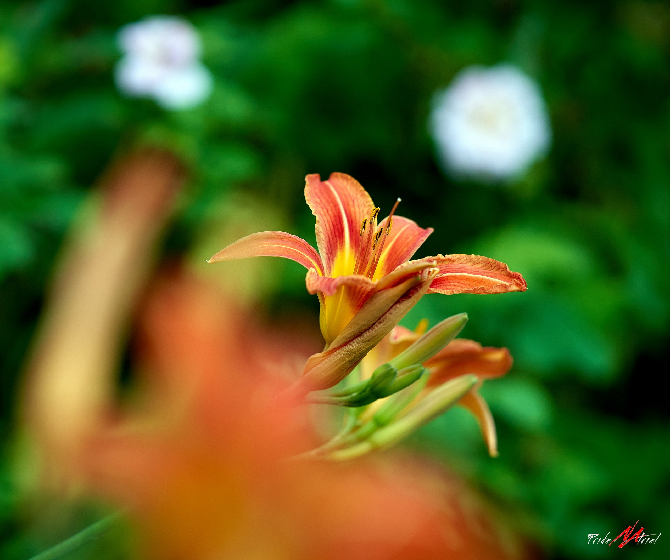 Лютики-цветочки — галерея NATRIEL