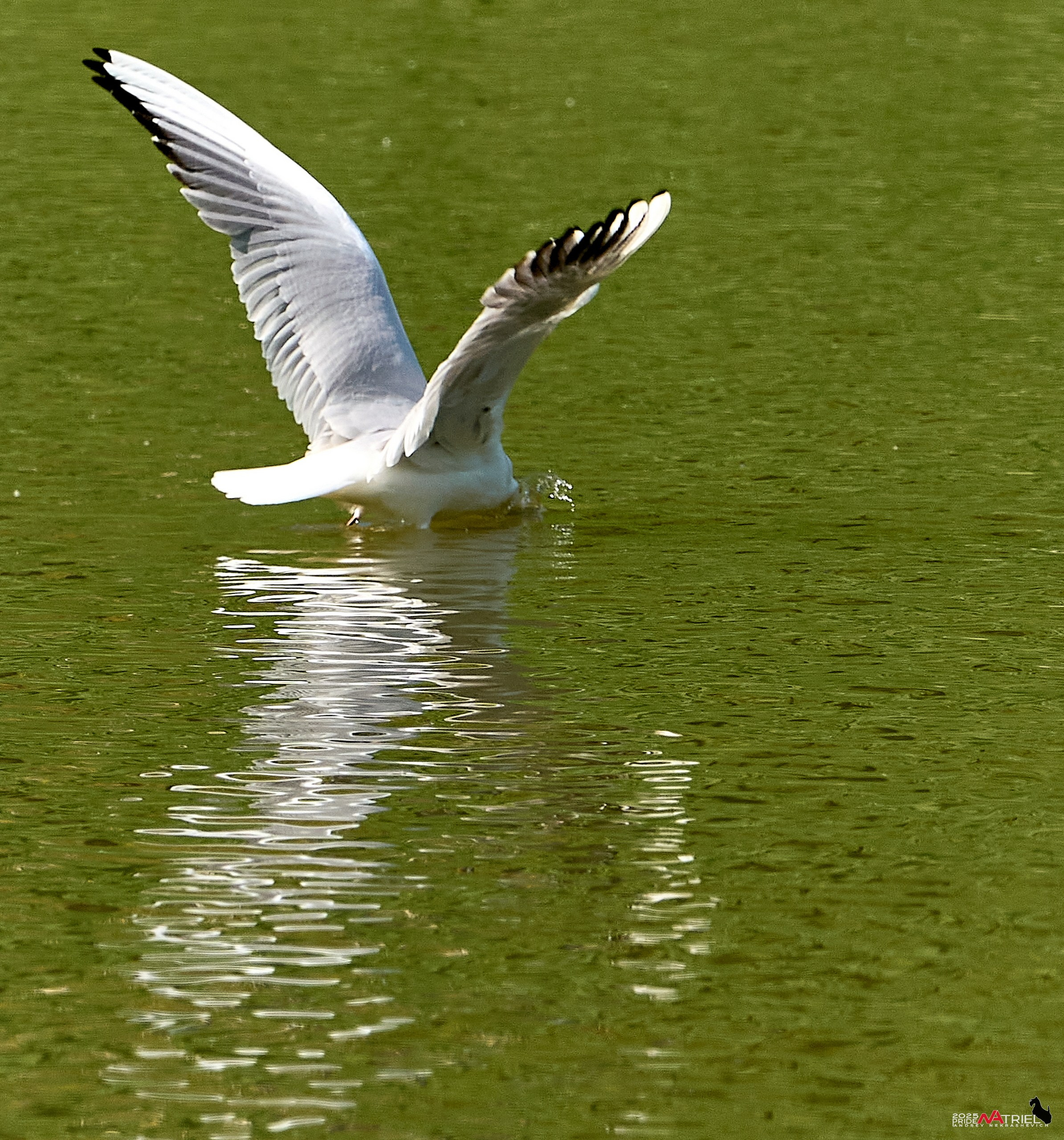 Птички и цветочки