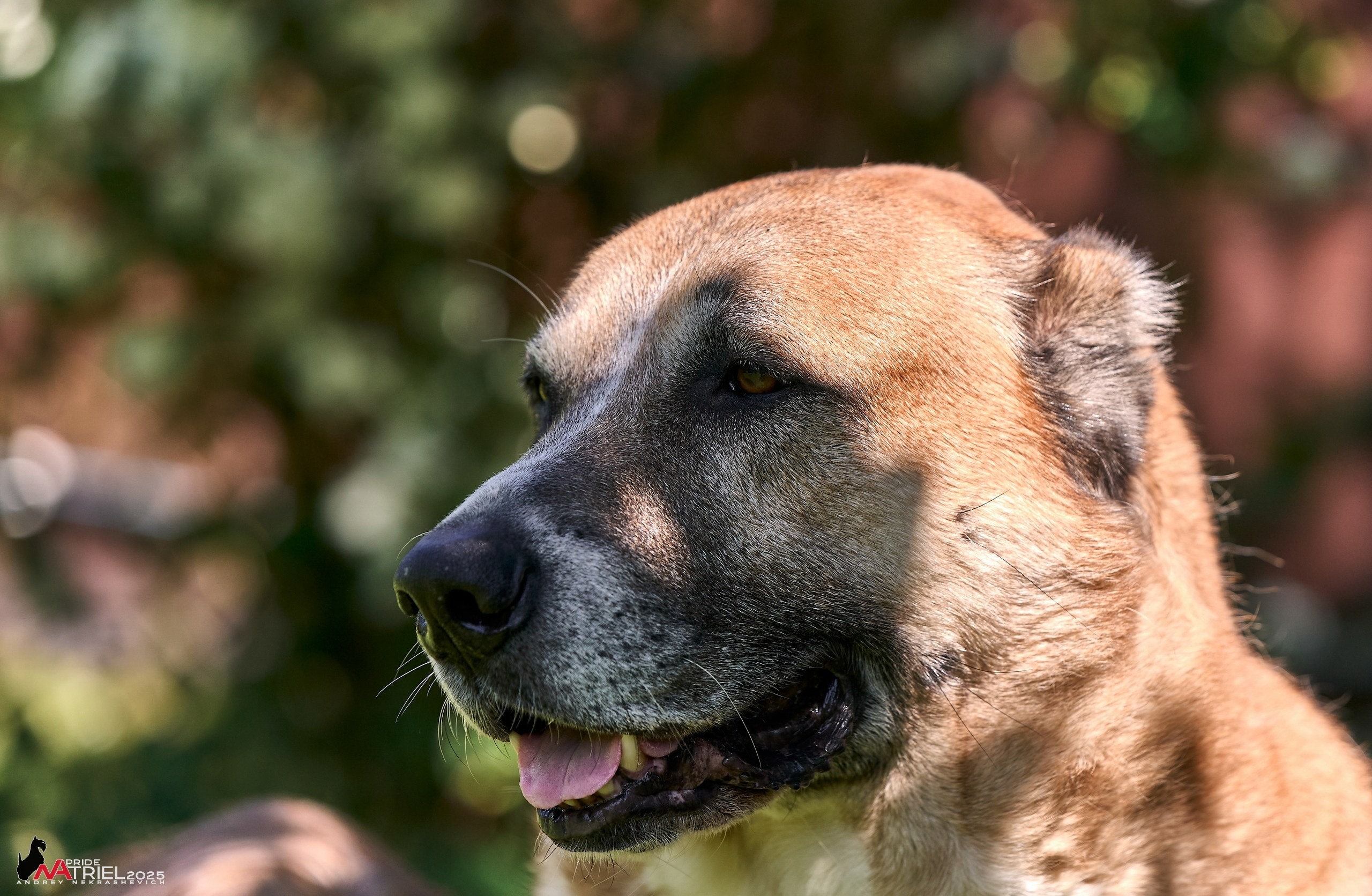 Алабаи и скотч-терьеры в питомнике у Ольги