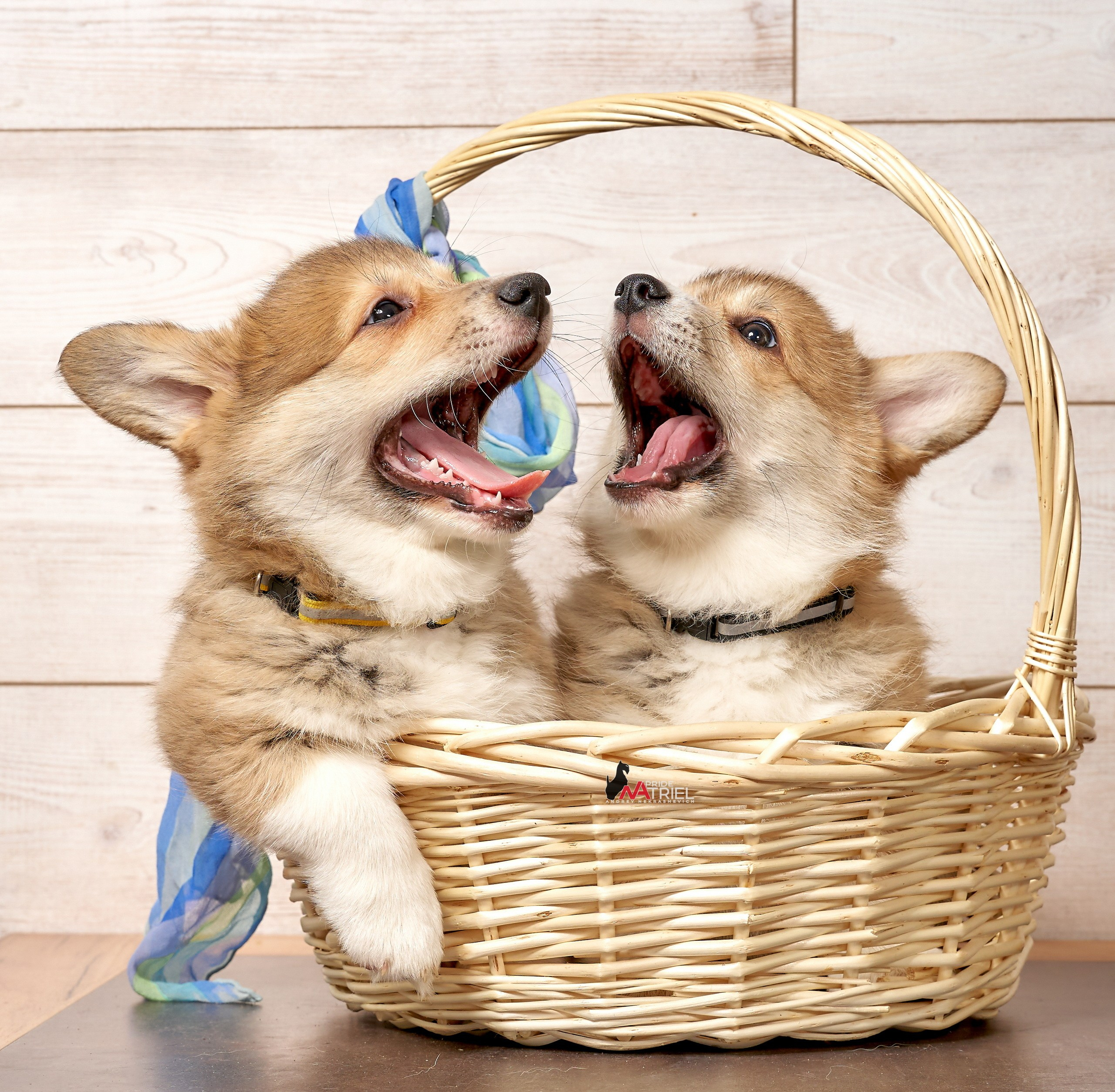 Щенки дома — галерея NATRIEL