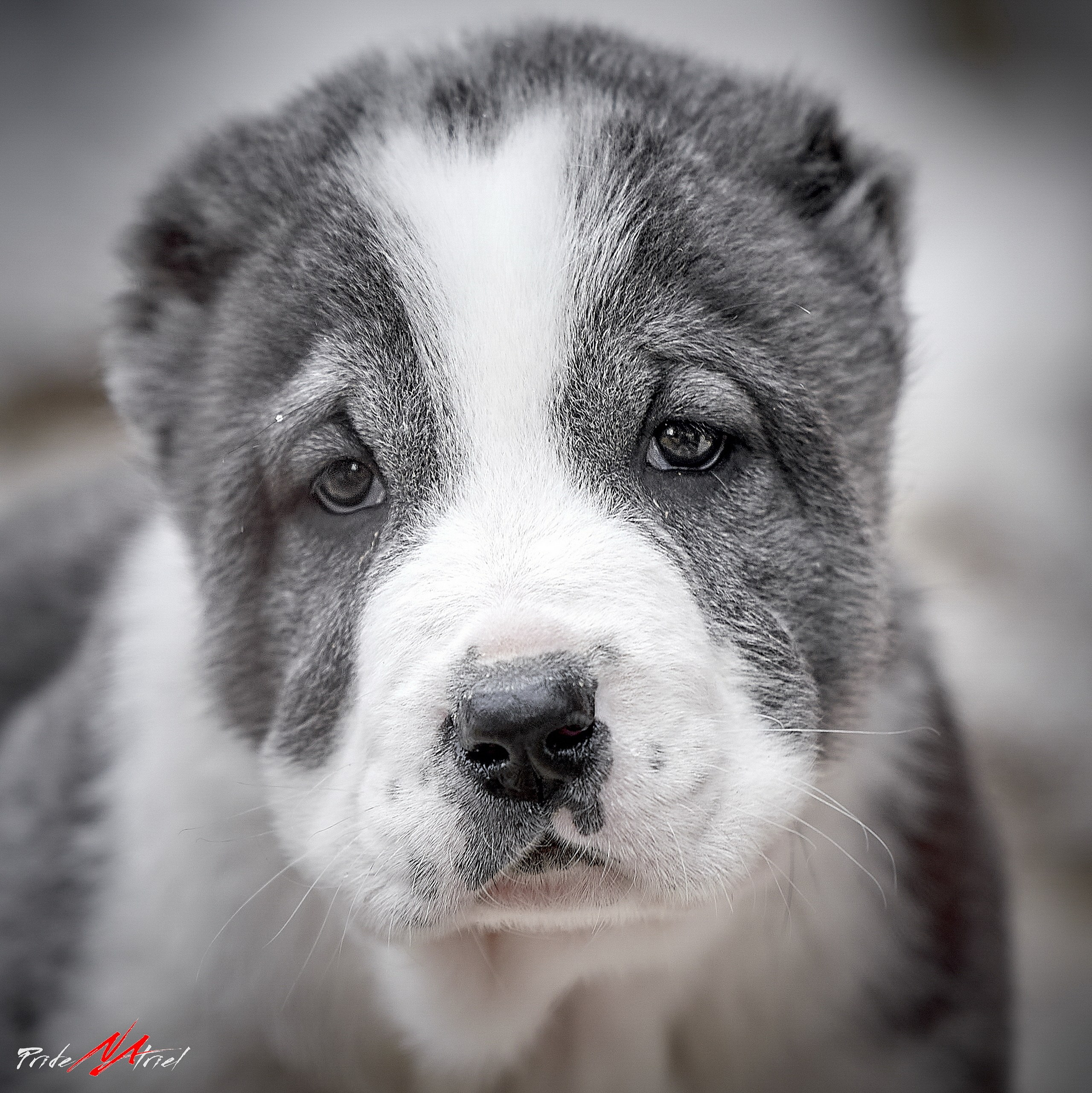 Щенки на прогулке — галерея NATRIEL