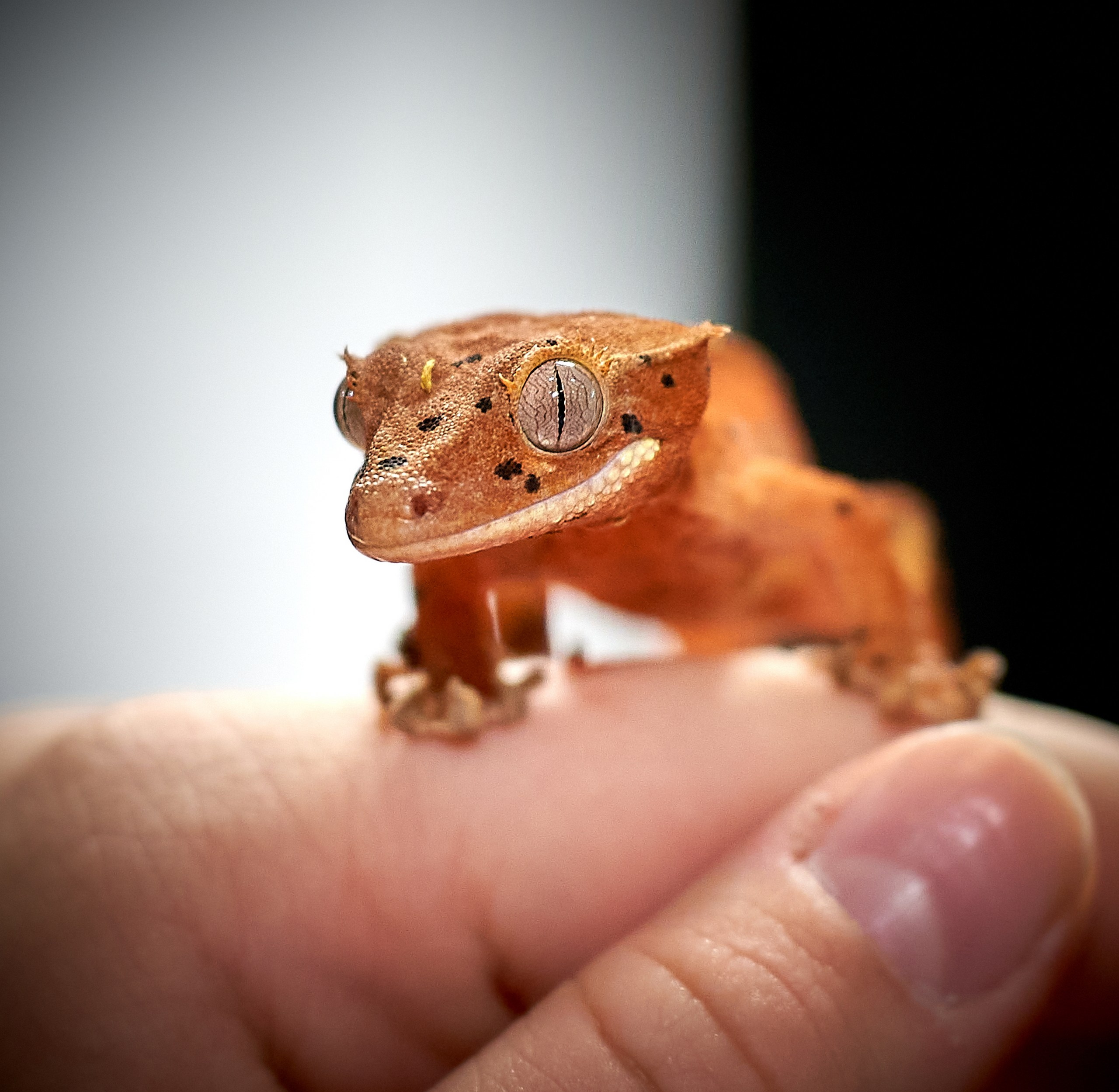 Рептилии — галерея NATRIEL