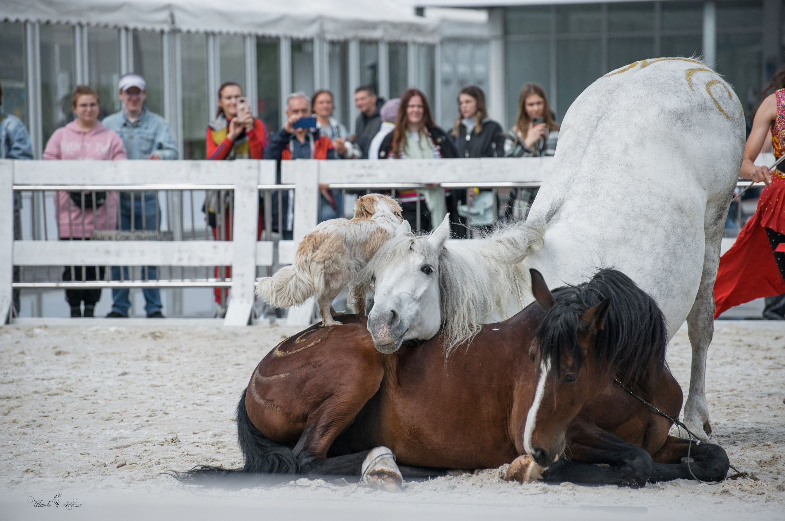 Эквирос, Москва. Конный фотограф в Саратове Юлия Иванова