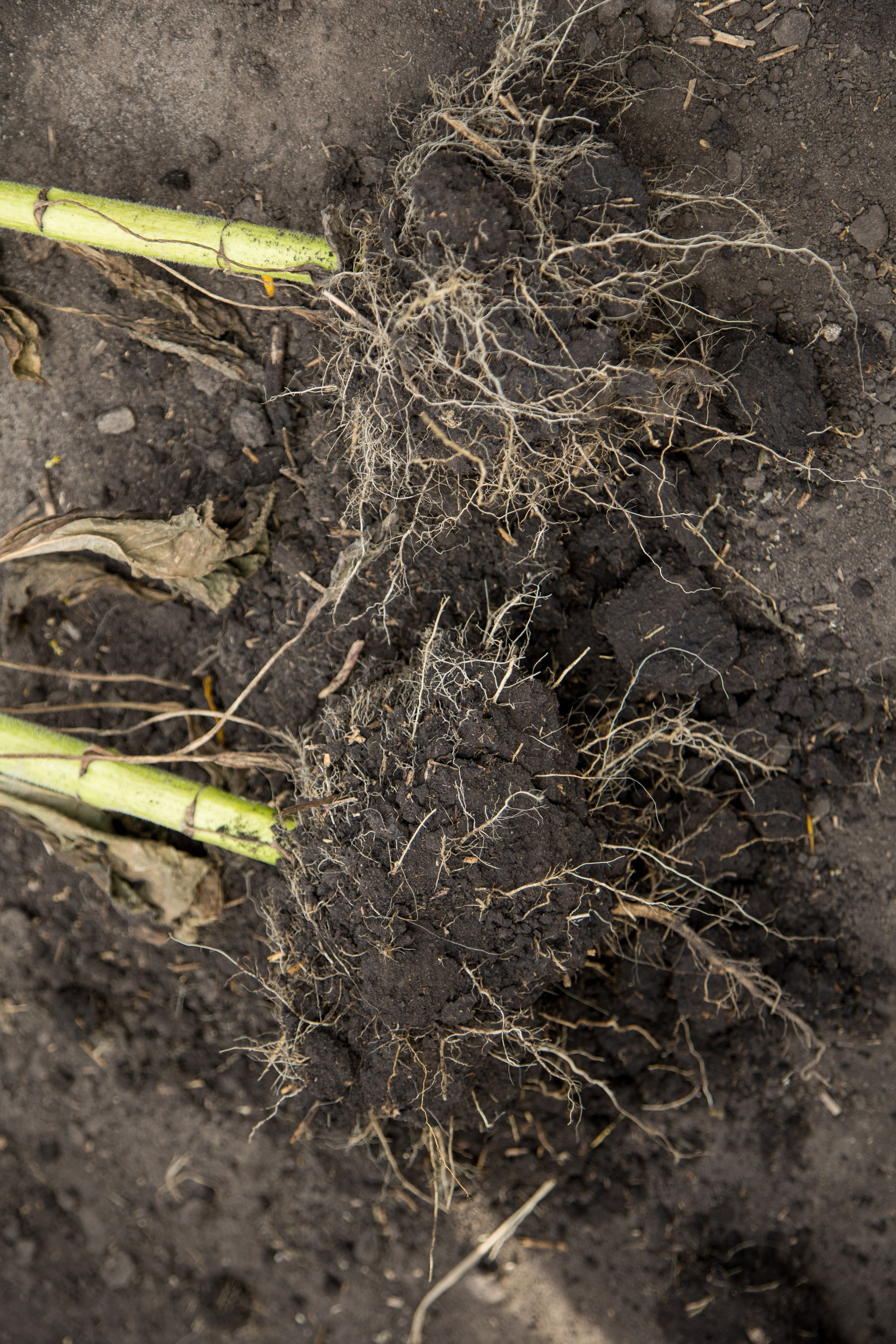 Решения для сельского хозяйства BASF 16.08.2022. Владислав Волков | Фотография и видеосъемка в Воронеже