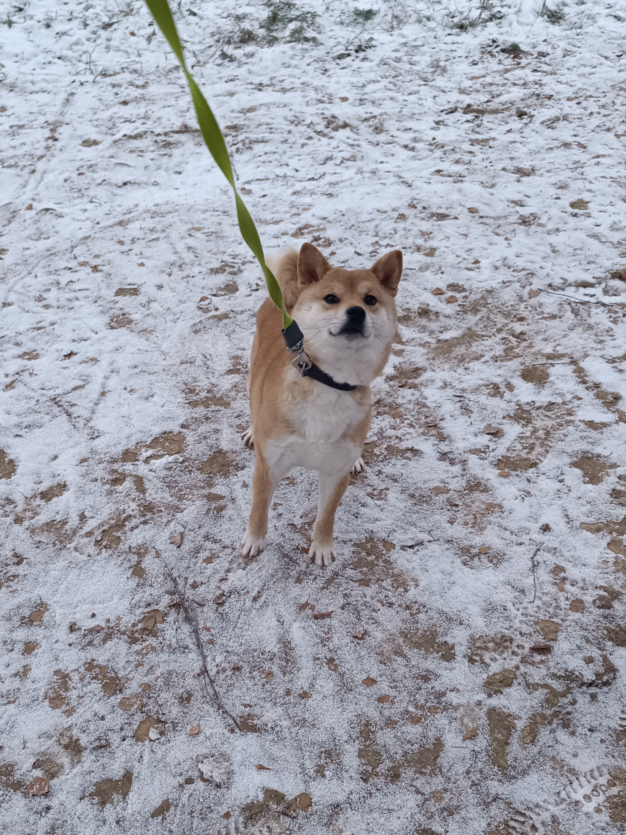 Питомник Рубилайт Сиба Эми* Exceligmos Zaffiro Verde 