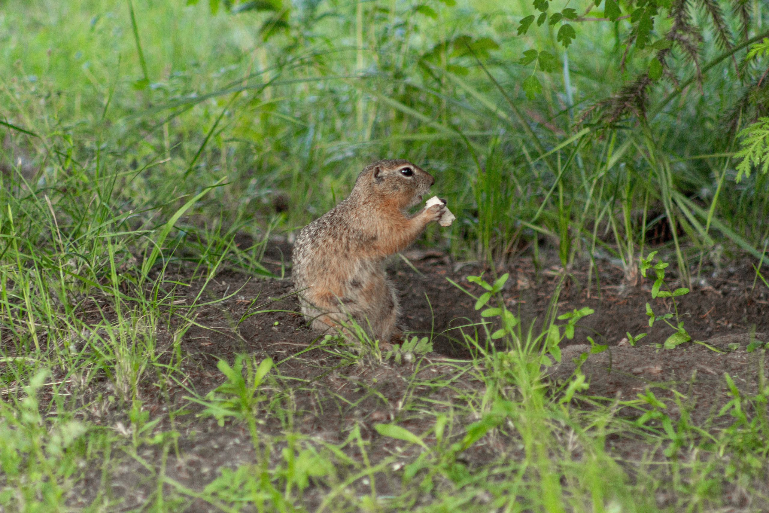 Street съёмка. Dyachenko Elena — фотограф из Сибири