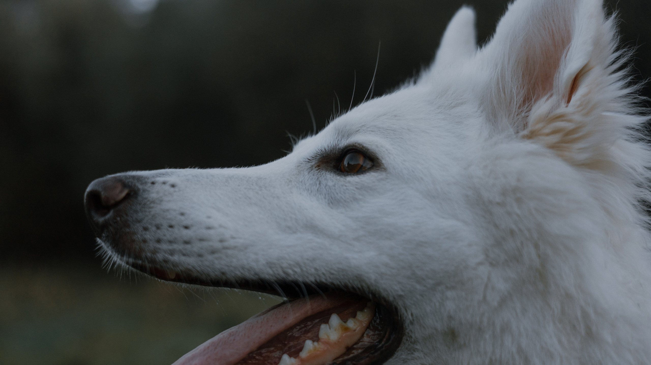 Вика и Уля. Фотограф-анималист Богданова Полина