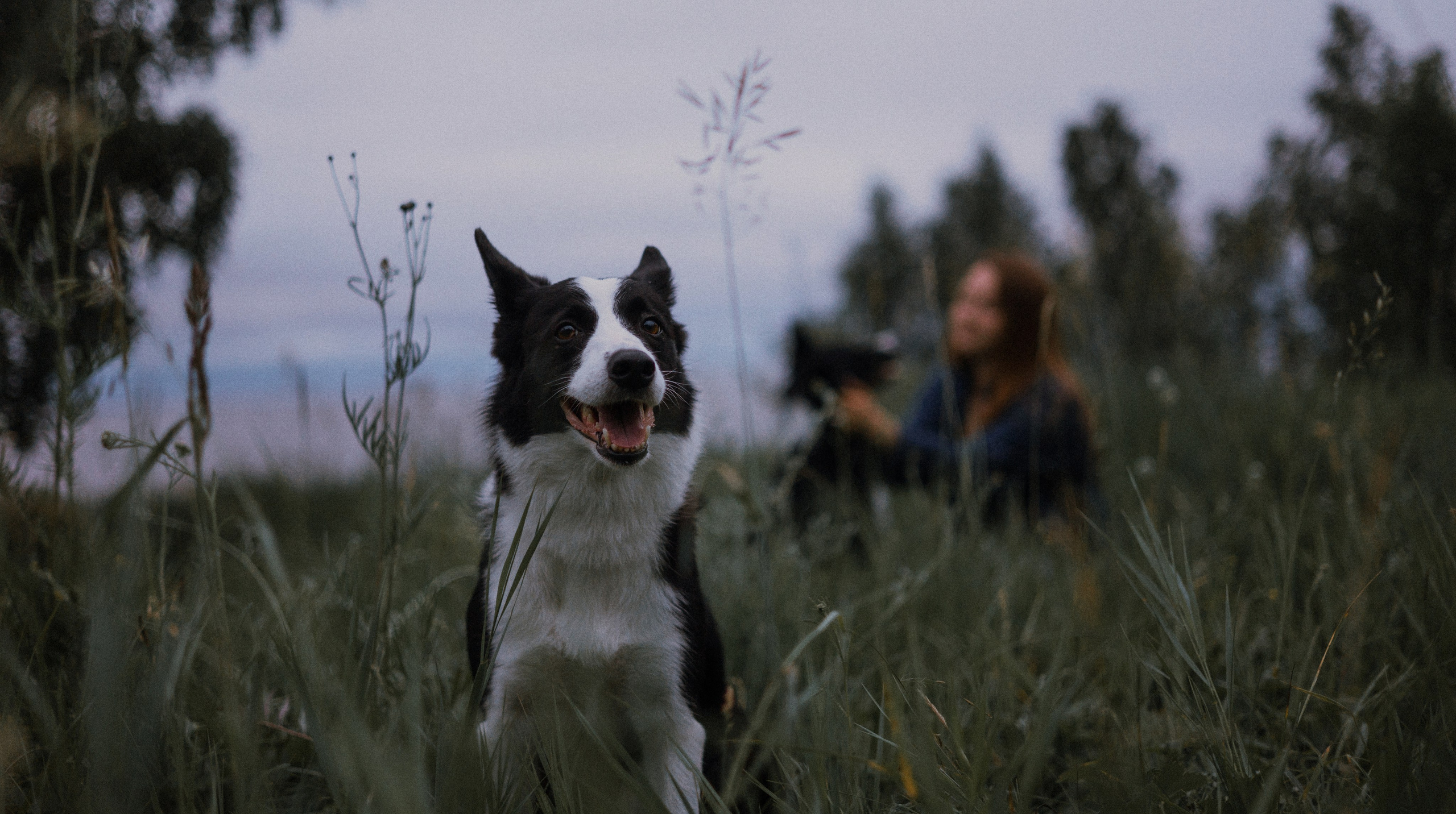 Аделя, Вандер, Шайна и Бая. Фотограф-анималист Богданова Полина