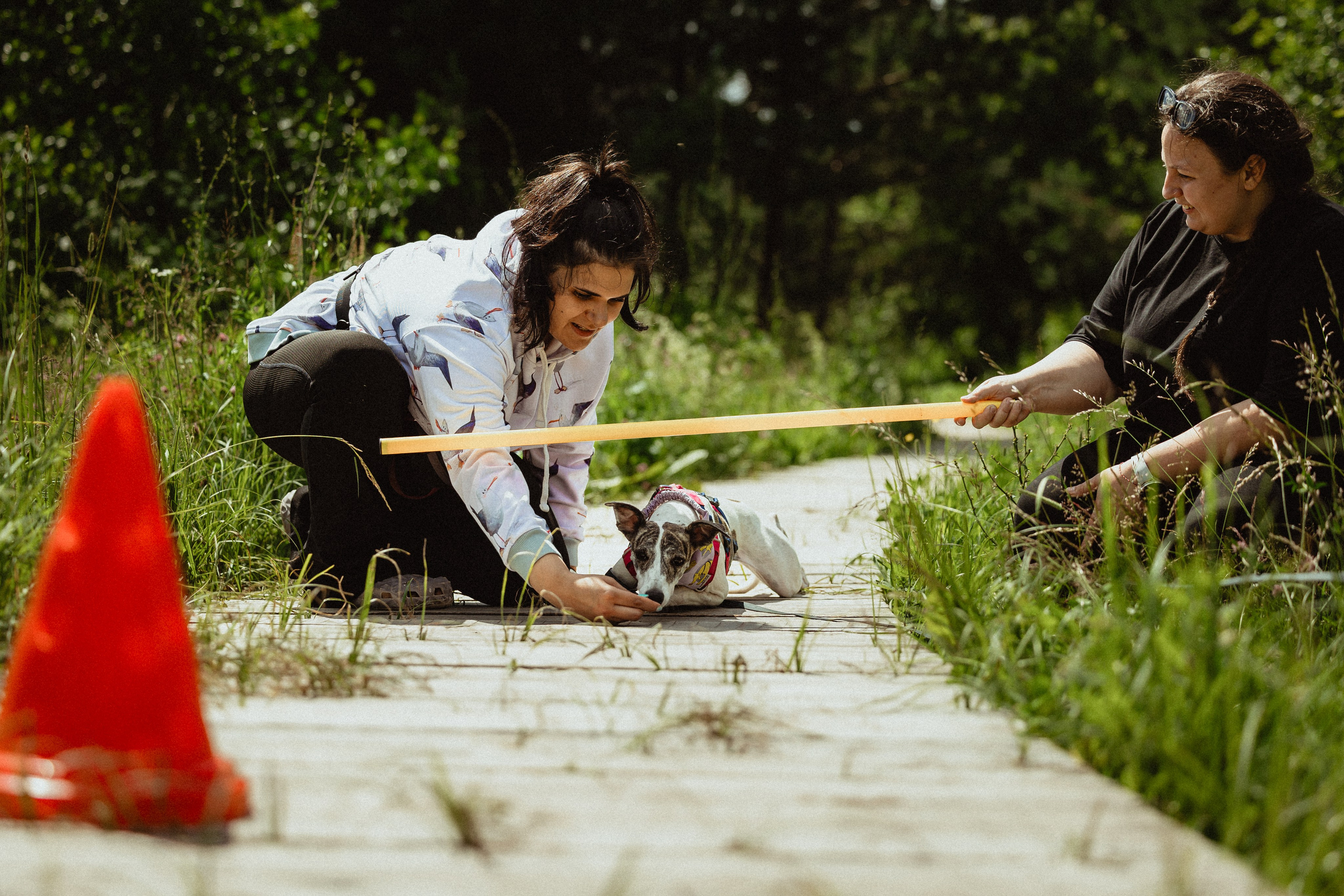 Выездной дог-тренинг от школы «Шерсть имею»