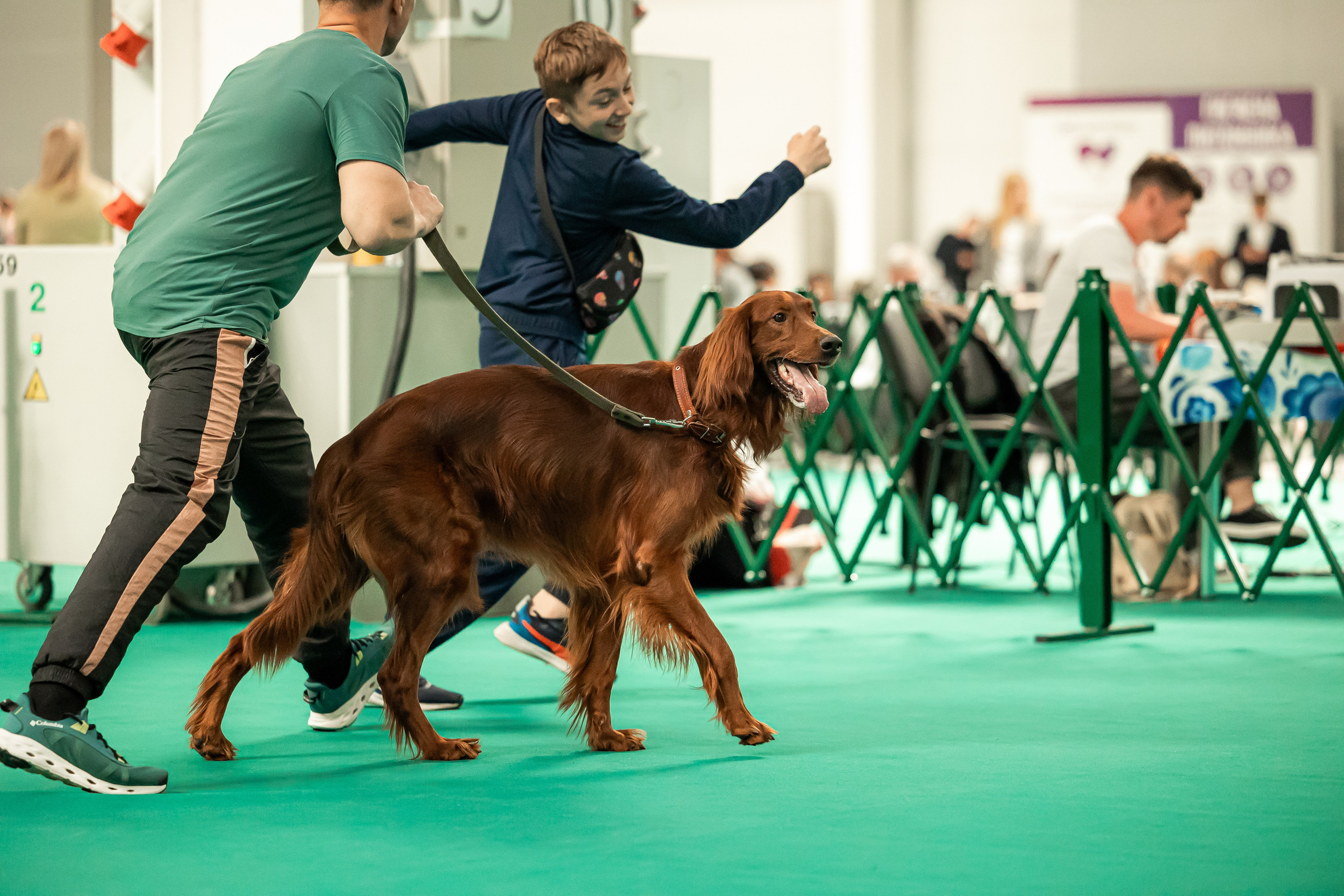 Выставка сеттеров 19.05.24