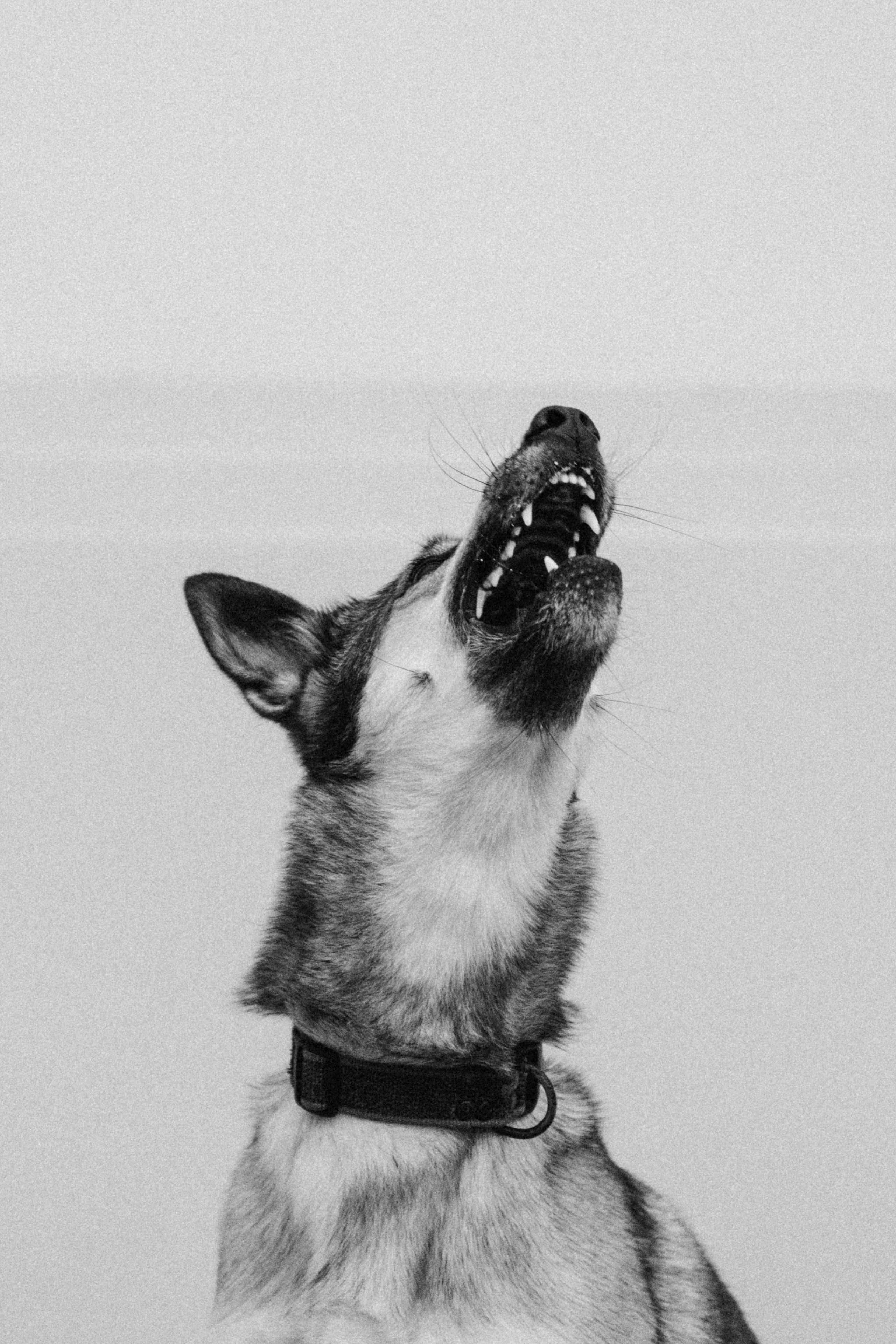 Саша, Ксюша и их банда. Фотораф — анималист Мария Шистка