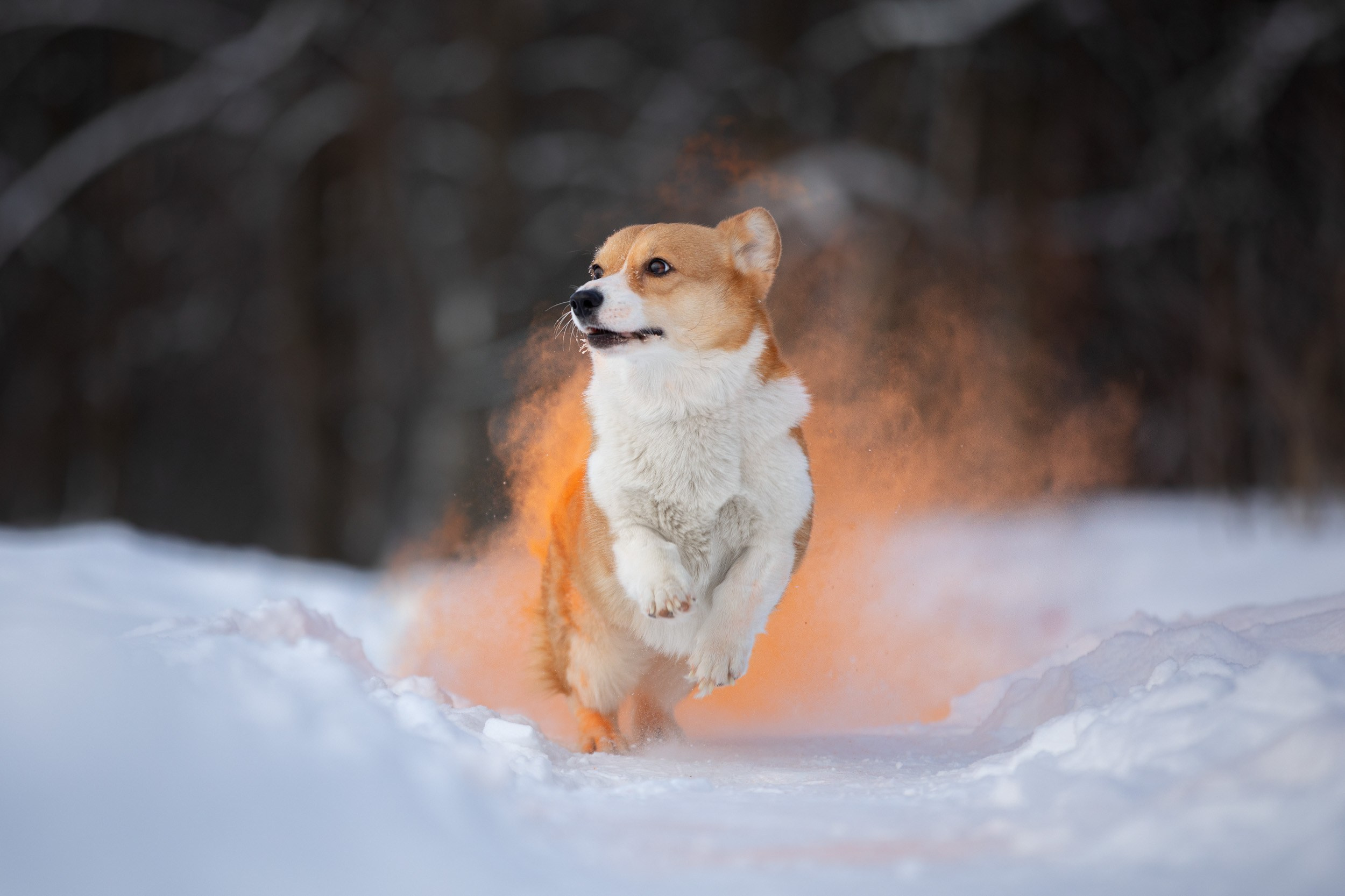 Творческая съемка собаки с красками холи. Фотограф-анималист в Москве и Московской области Татьяна Фролова