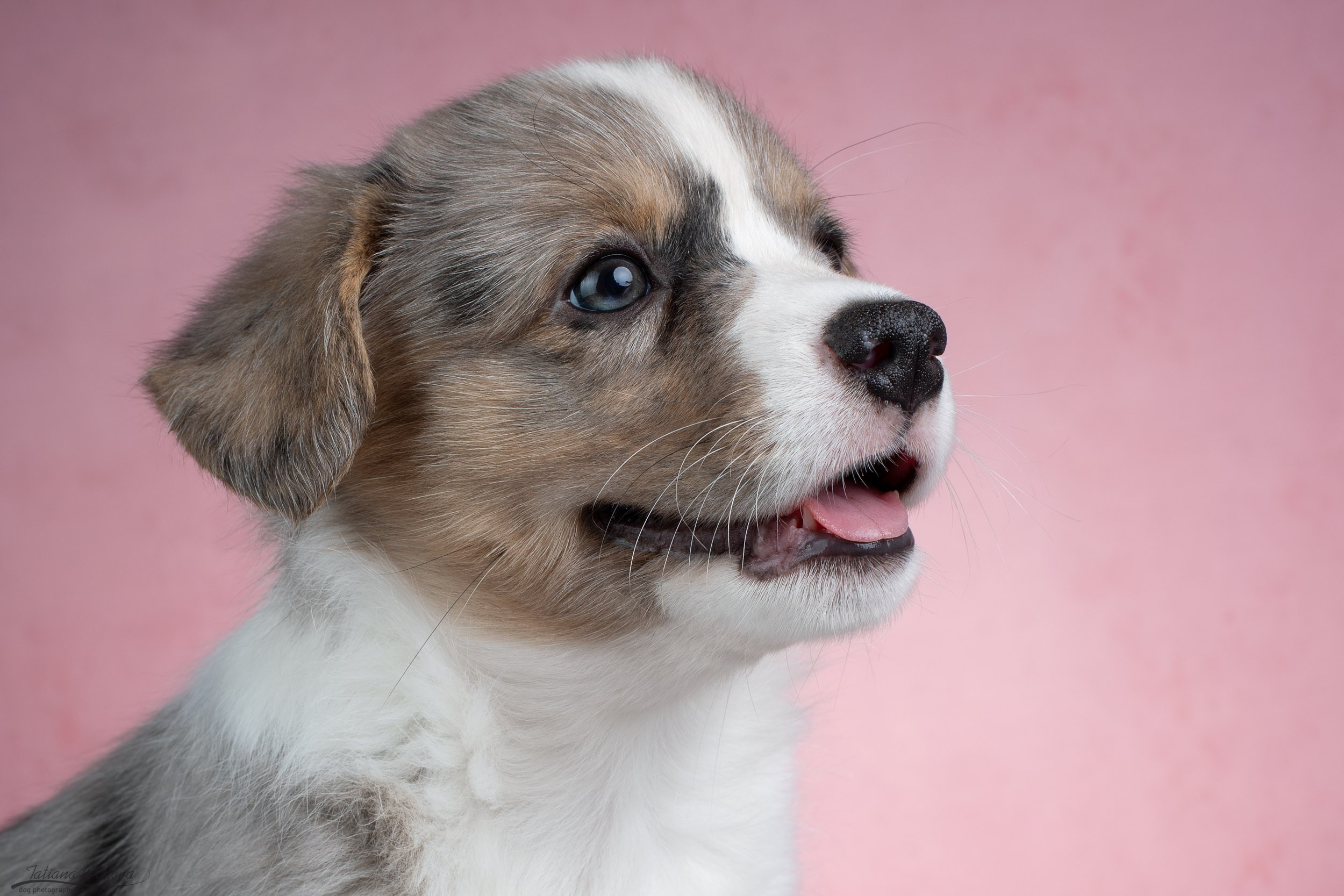 Съемка щенков на розовом фоне. Фотограф-анималист в Москве и Московской области Татьяна Фролова