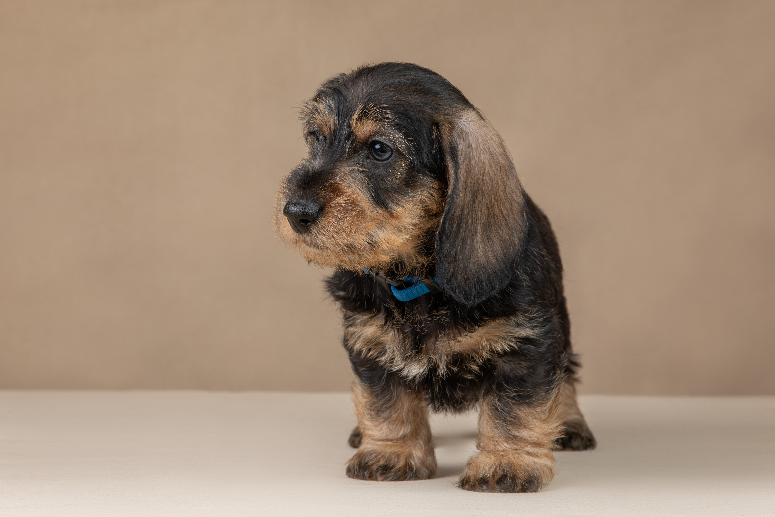 Съемка щенков жесткошерстной таксы на бежевом фоне в ящике. Фотограф-анималист в Москве и Московской области Татьяна Фролова