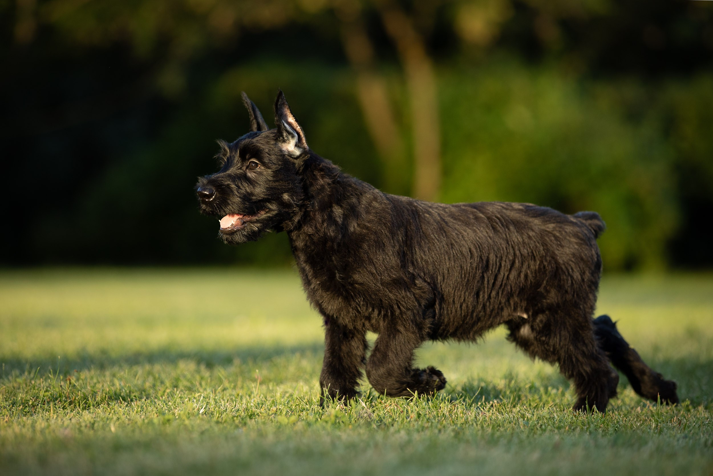 Уличная съемка щенков ризеншнауцера. Фотограф-анималист в Москве и Московской области Татьяна Фролова