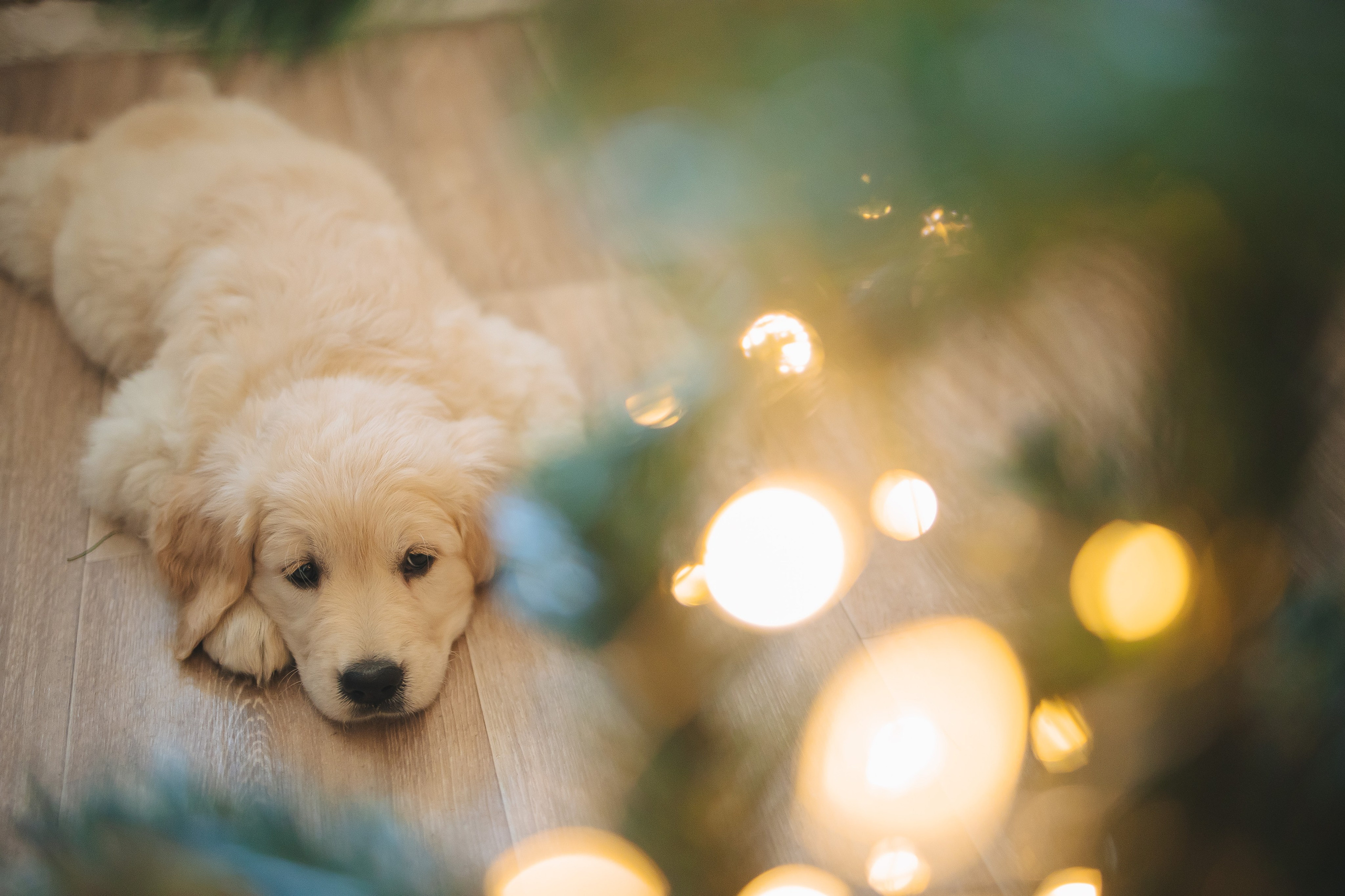 Снежик и Веста, НГ. Свадебный и женский фотограф