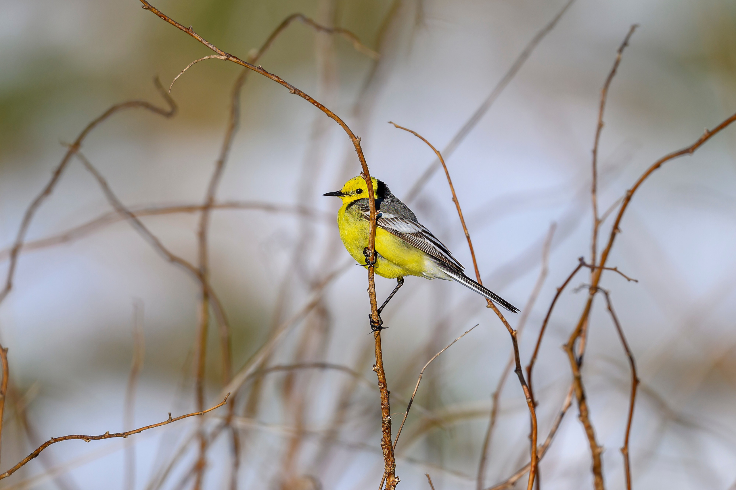 После снегопада. Wildlife photography by Sergey Puponin