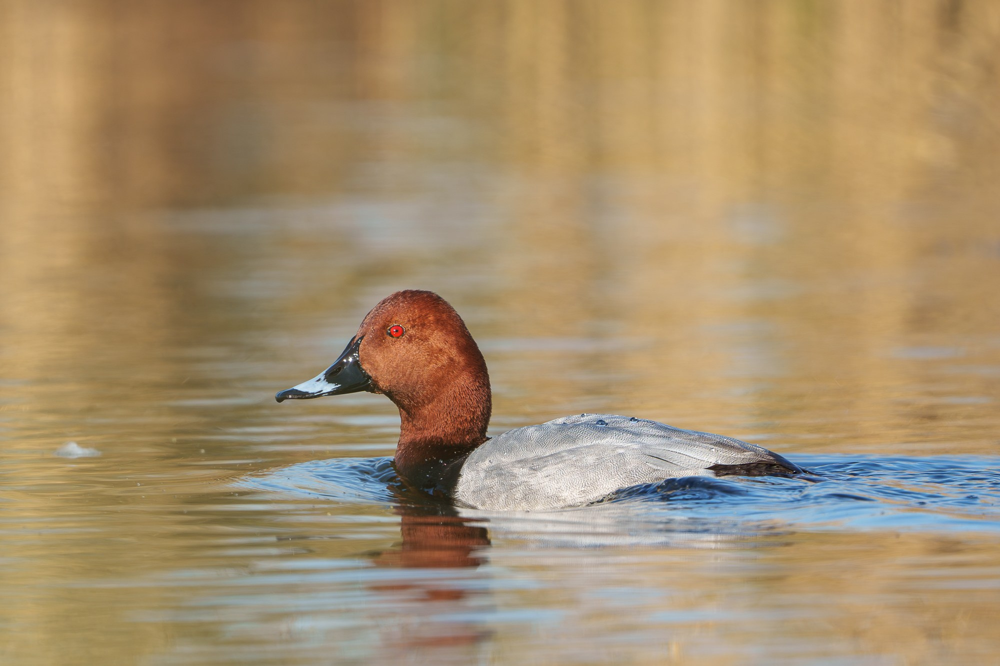 Удивительные мир птиц. Вокруг нас столько прекрасного — присмотритесь!. Ваш личный фотограф Марина Волкова