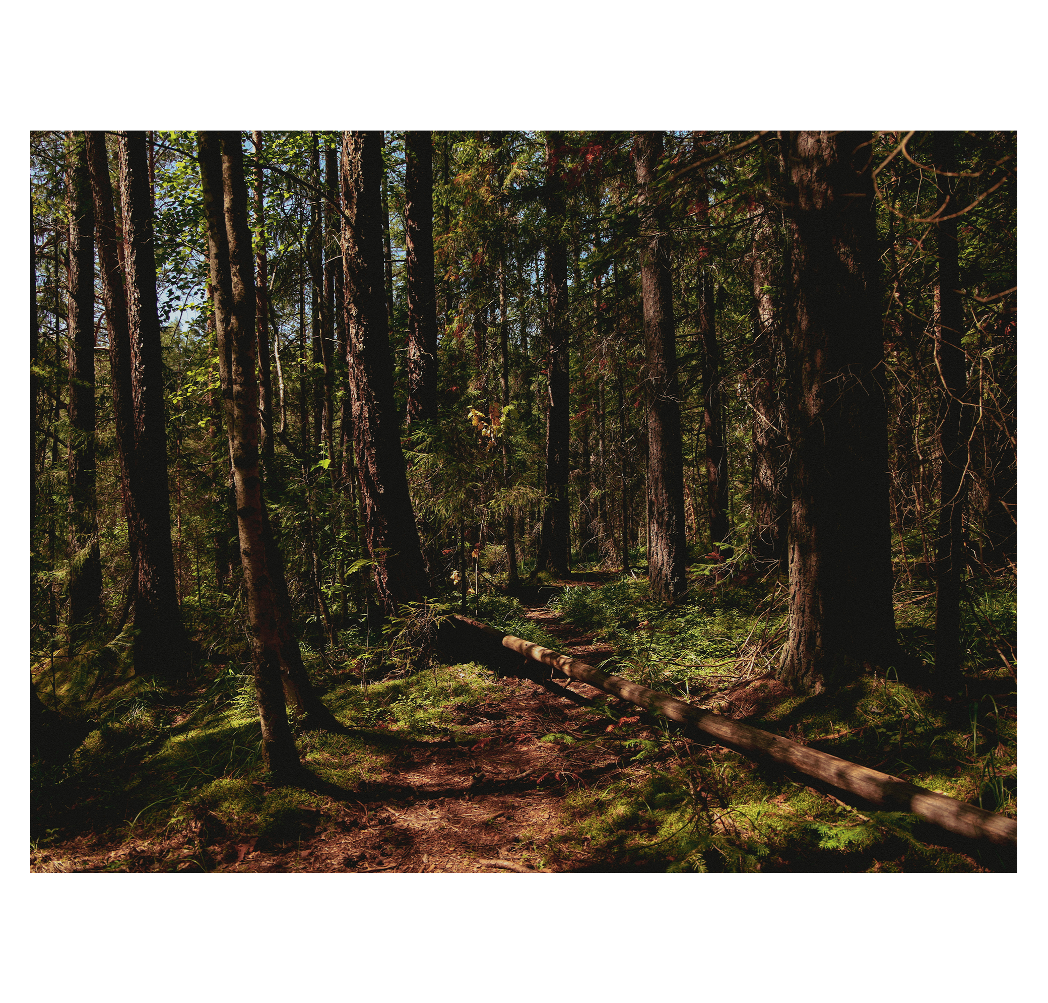 Summer hike. Фотограф/дизайнер в Екатеринбурге Хитрый Дмитрий