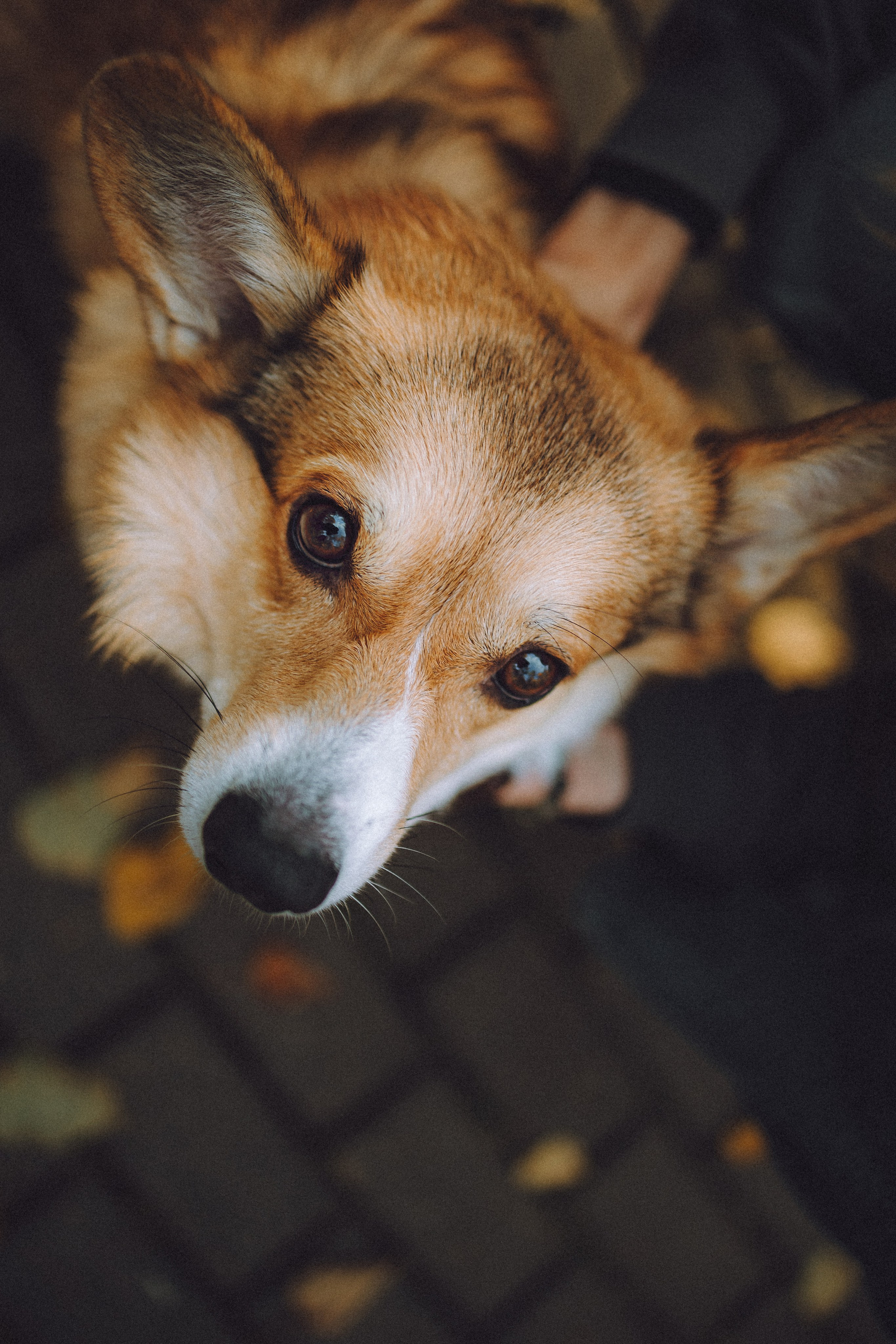 Карина, Даня и Аркаша