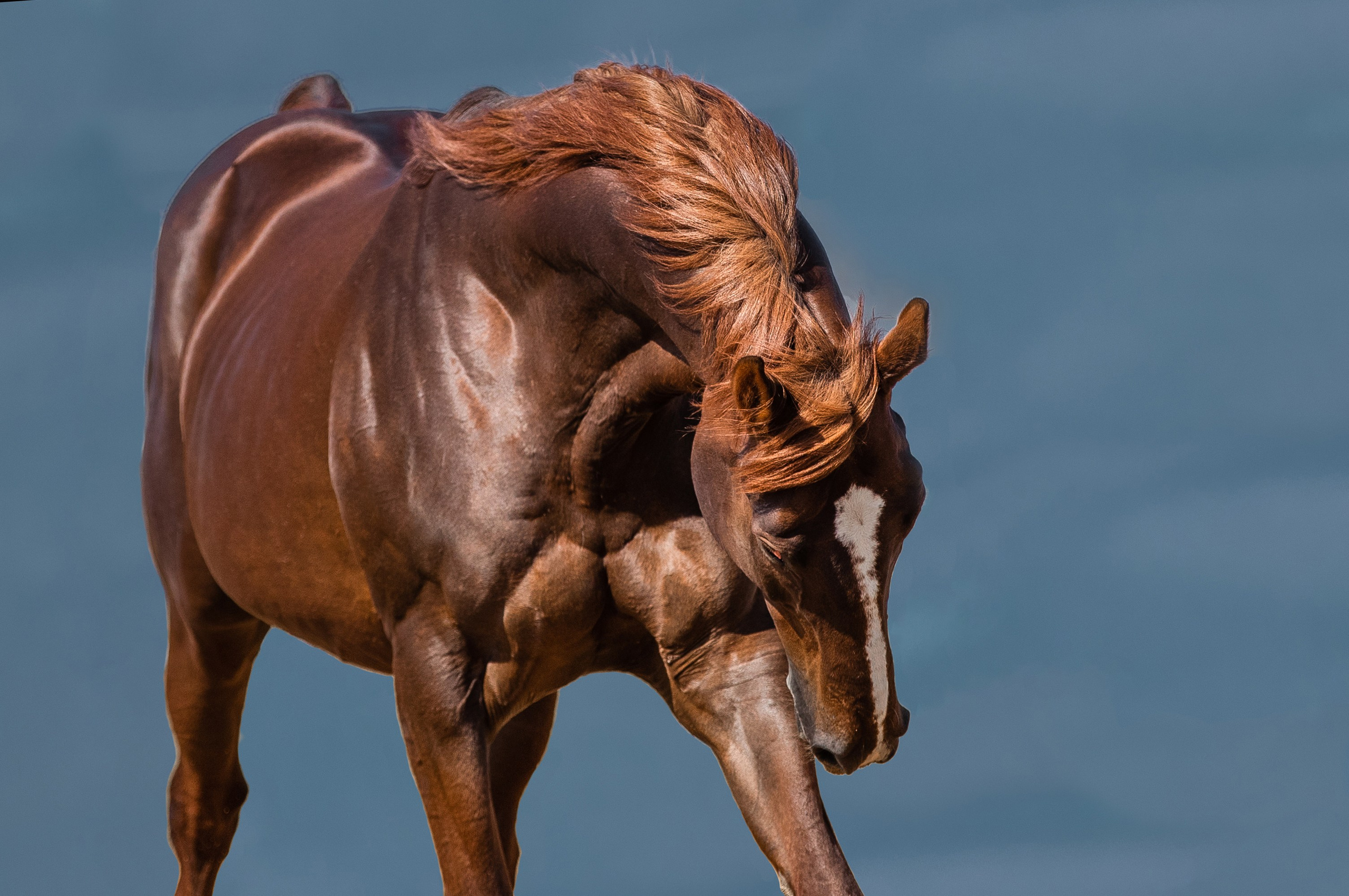 В движении. Фотограф-анималист Ксендзова Кристина