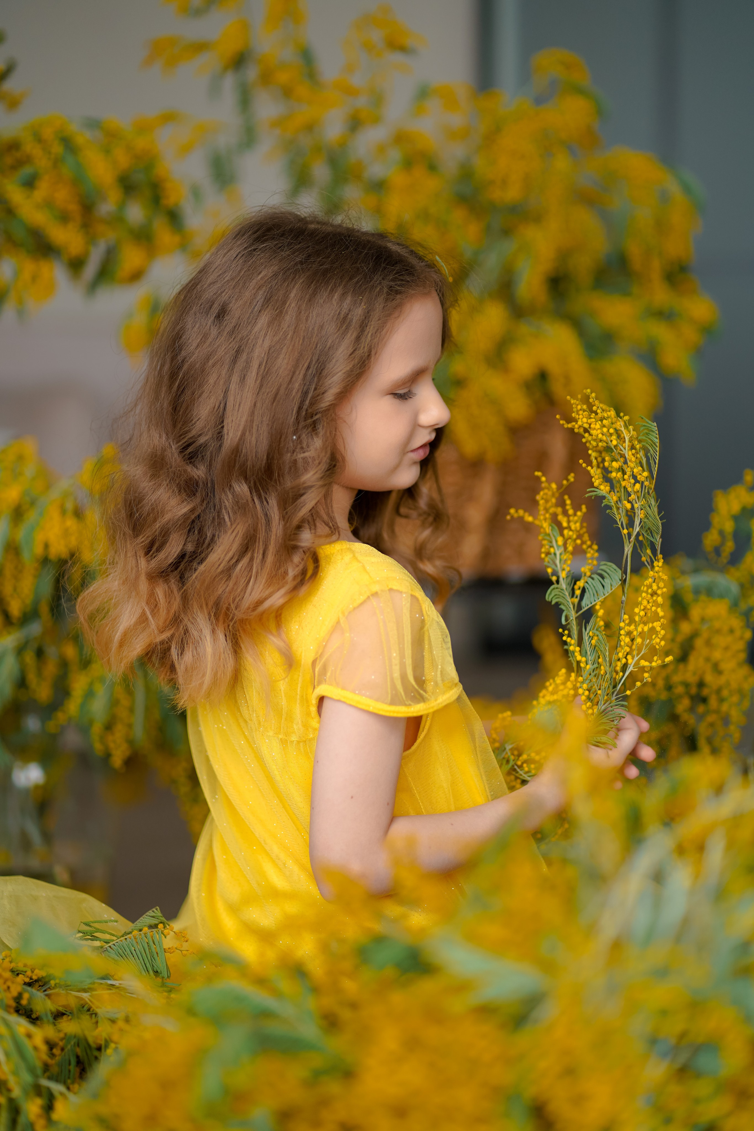 Мимоза. Фотограф Татьяна Митрофанова