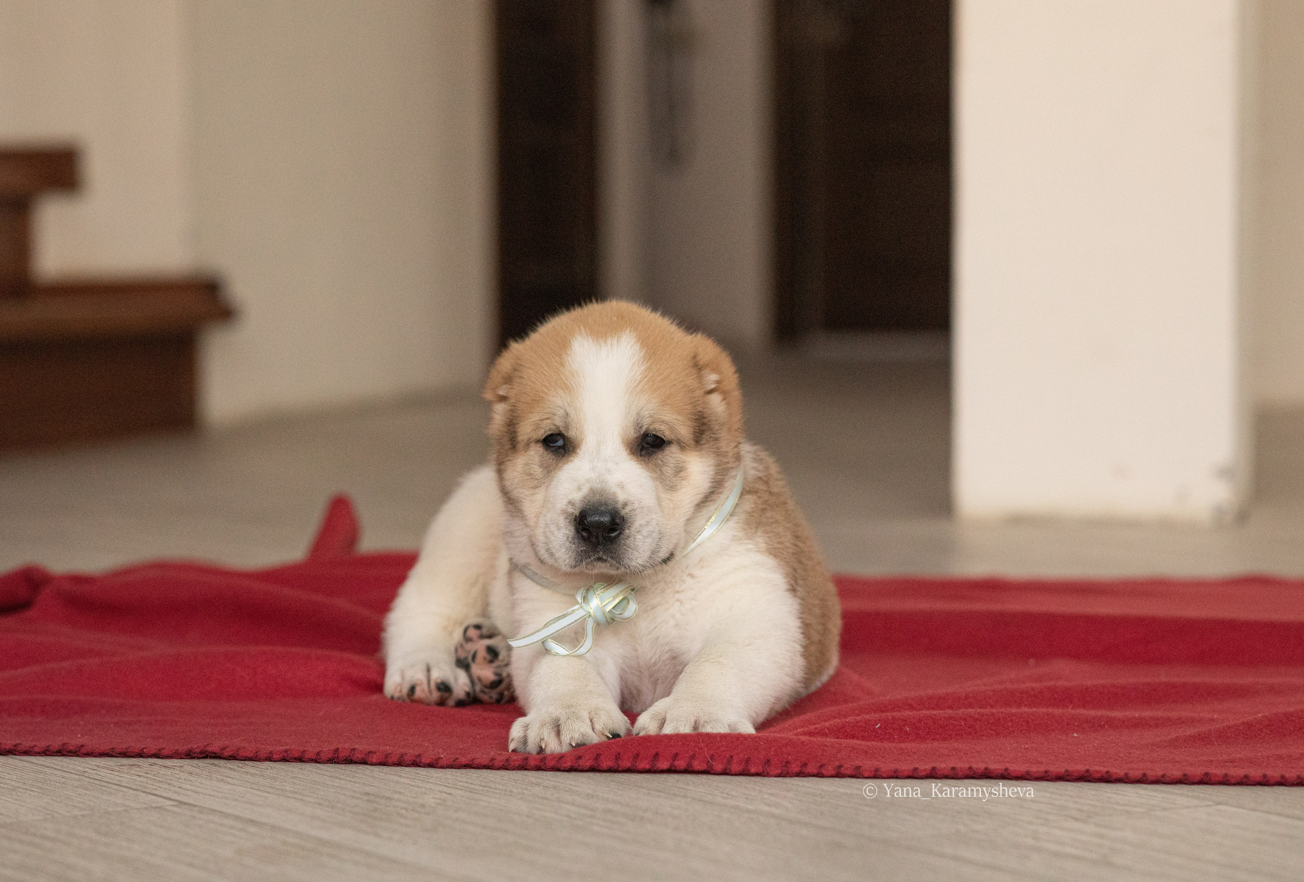 Помёты. Yana Karamysheva Animal Photo