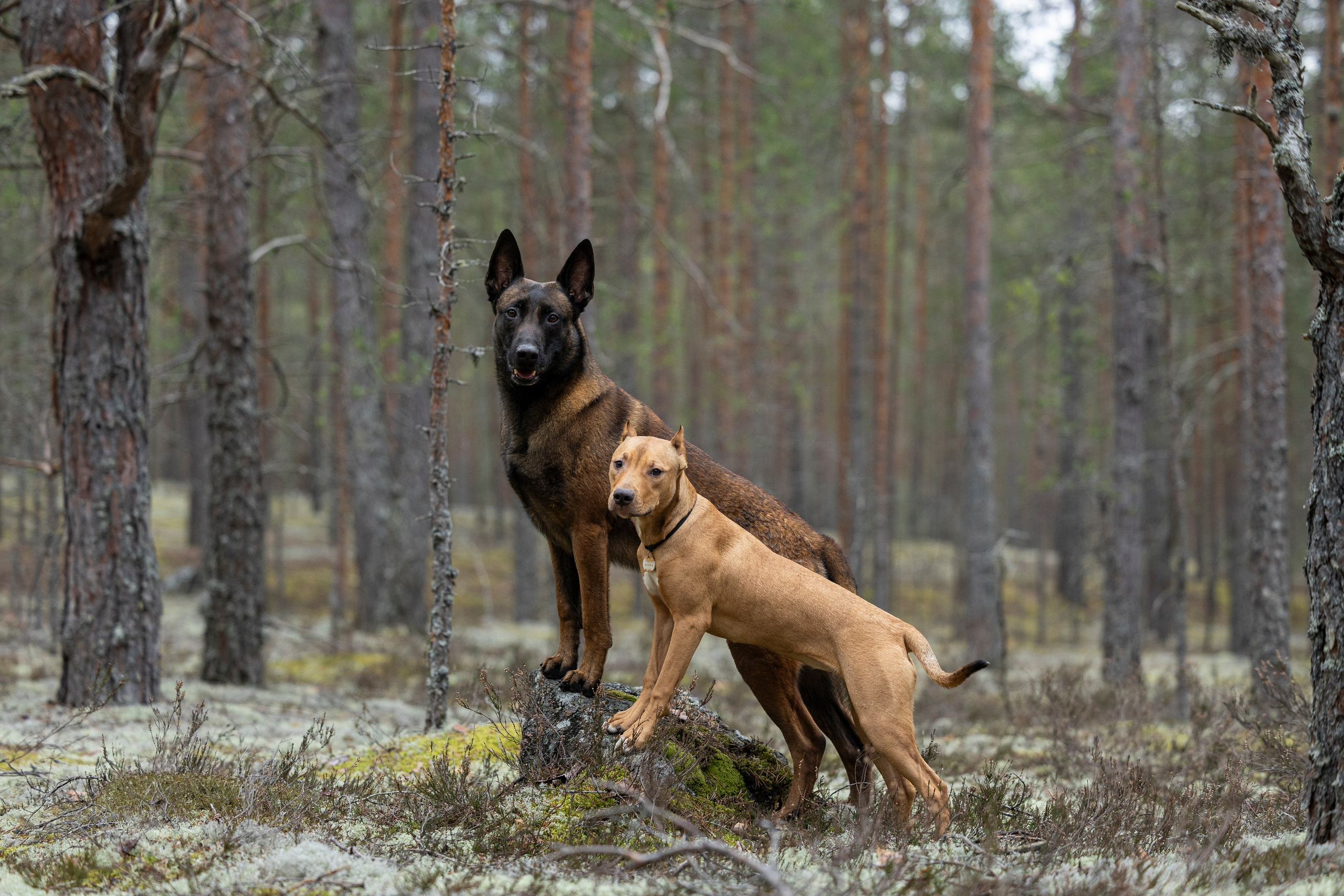 Лужские Мальдивы. Фотограф-анималист Анна Маринич