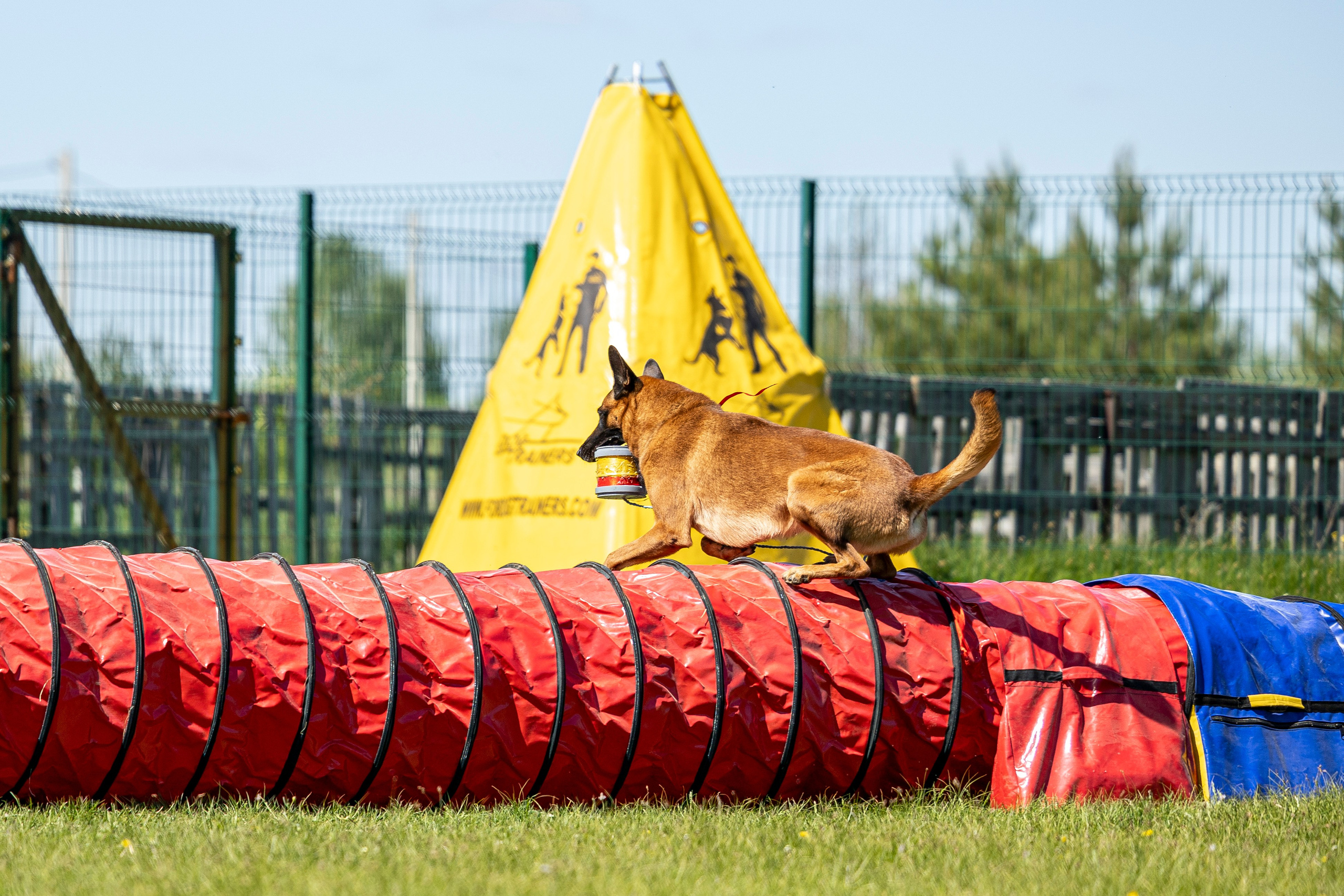Испытания по мондьорингу в Нижнем Новгороде. Фотограф-анималист Анна Маринич