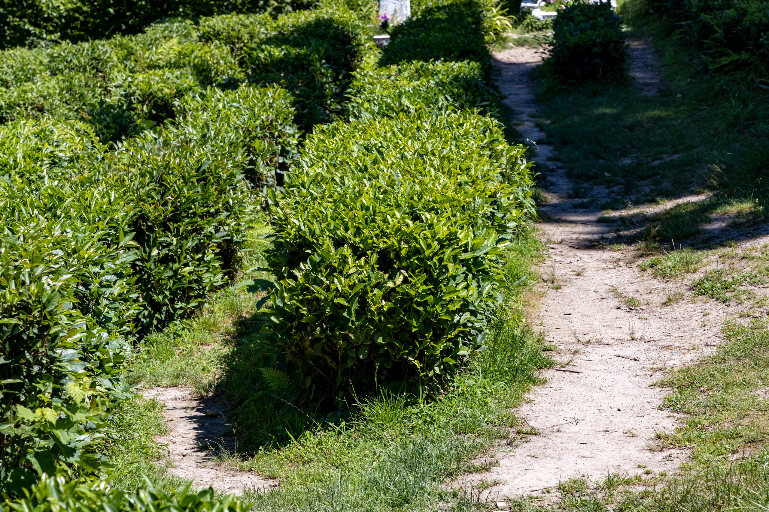Сочи. Солох Аул. Репортажный, семейный и студийный фотограф в Москве Демин Алексей