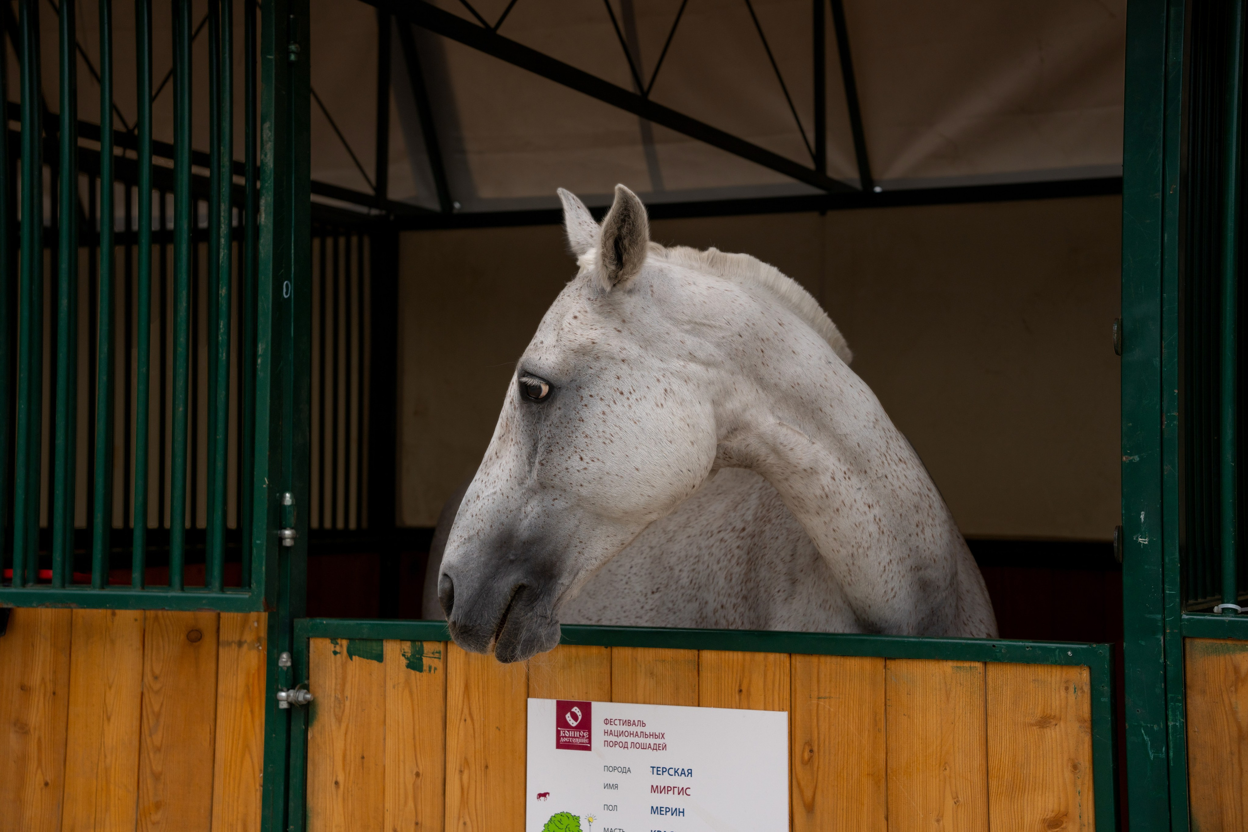 Животные. Фото, видео, монтаж
