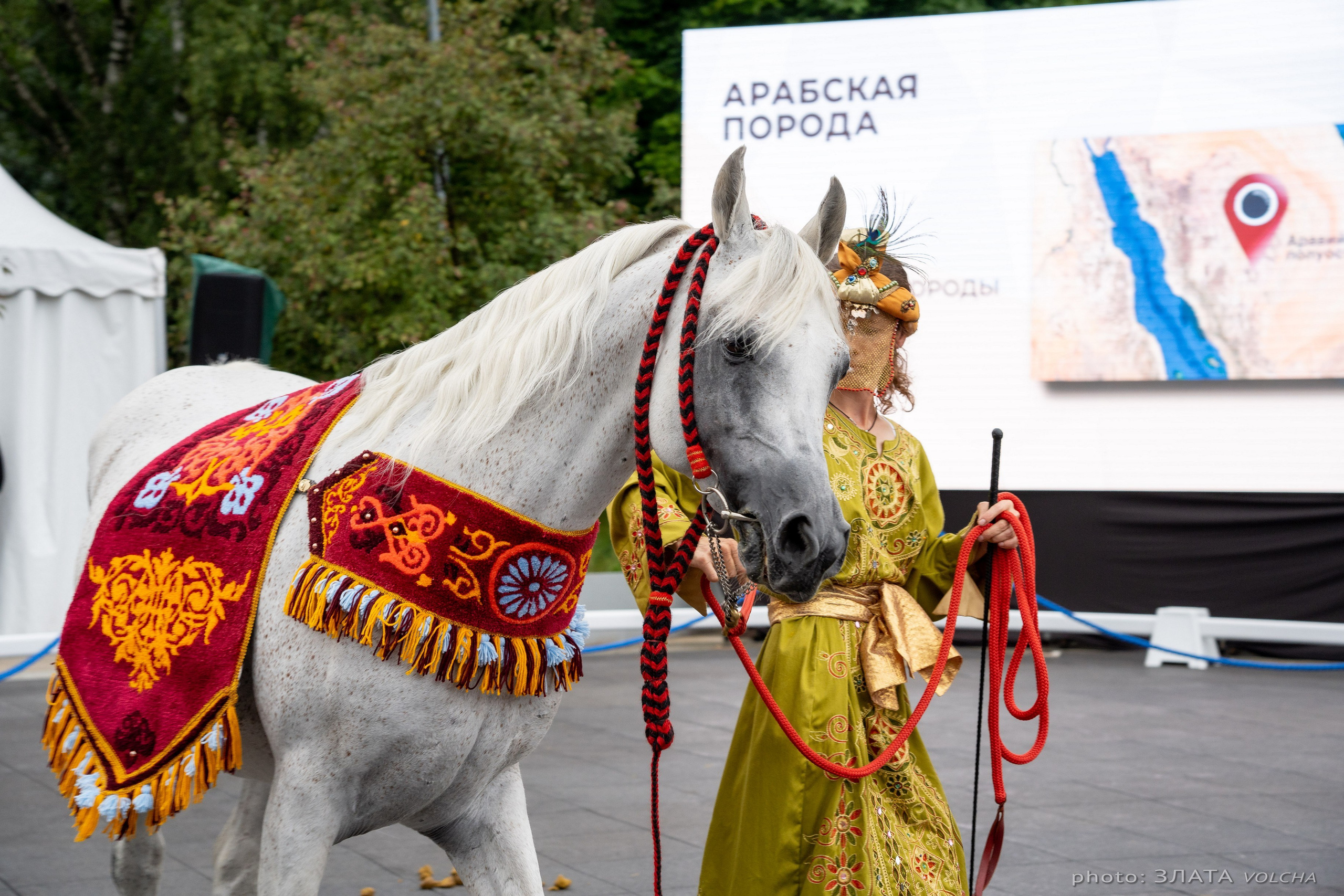 Животные. Фото, видео, монтаж