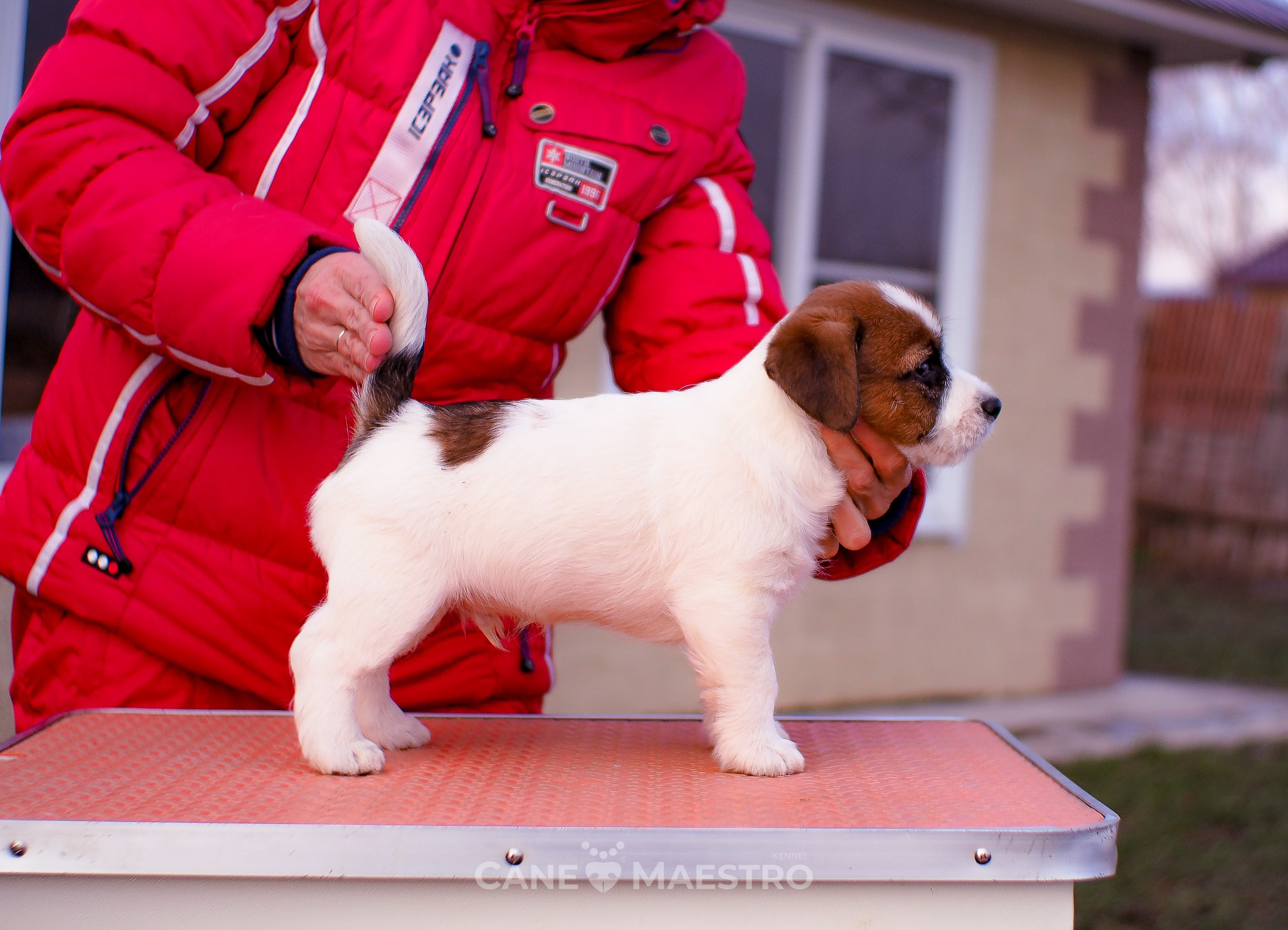 Мальчик 2. Кобель бело-рыжий. Джек рассел терьер щенок. КАНЕ МАЭСТРО — питомник Джек рассел терьеров