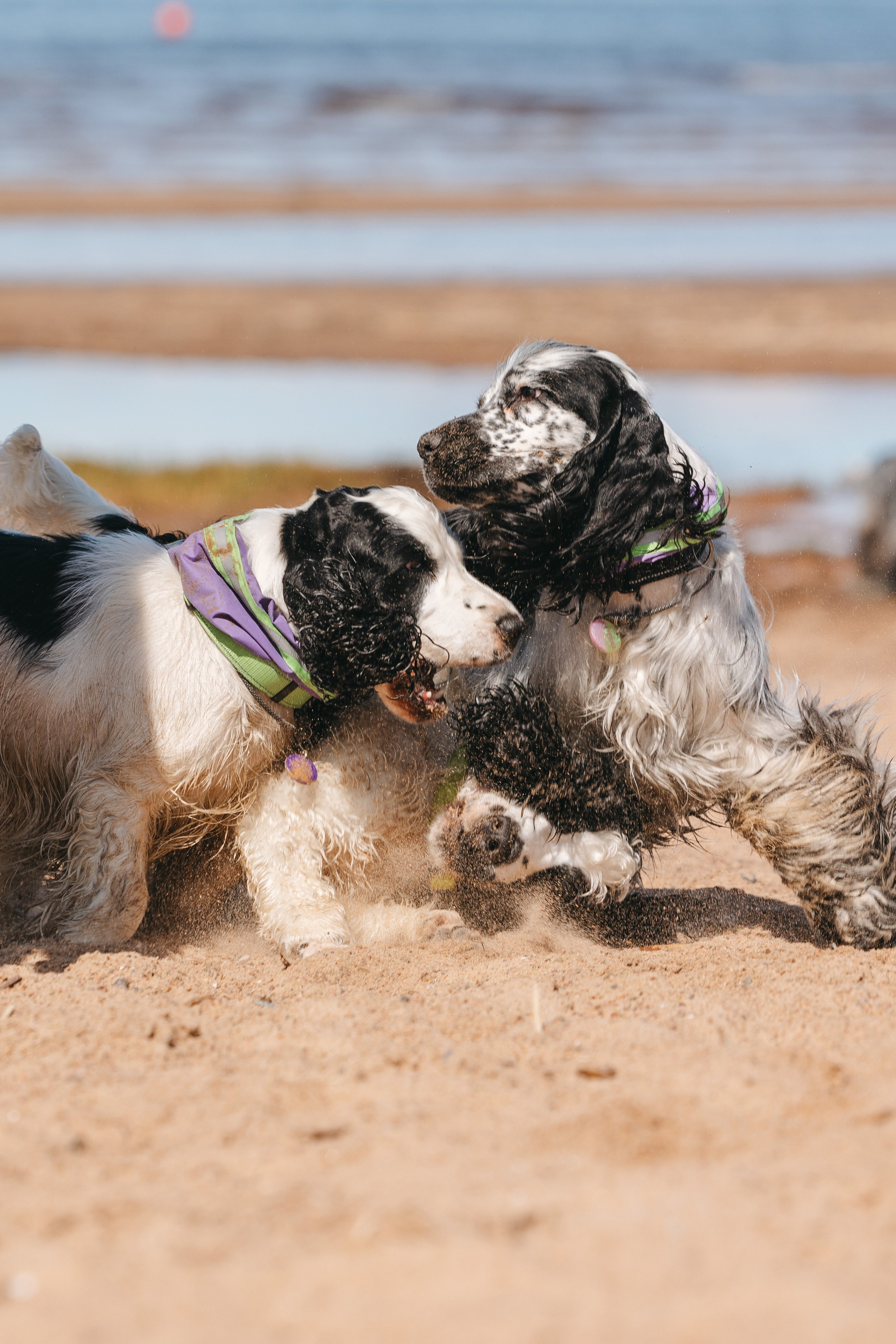 Спанимания. Фотограф анималист Осипчикова Мария