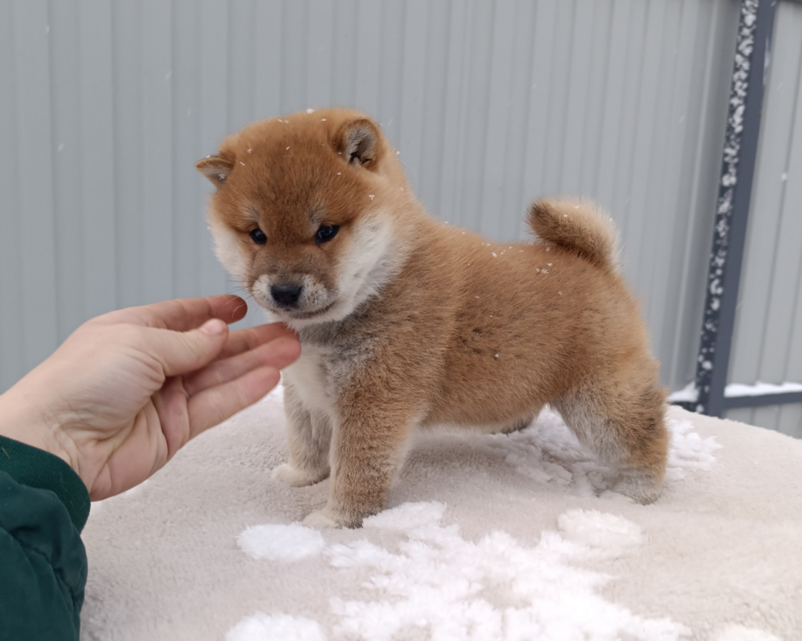 сиба питомник Рубилайт щенки на продажу rubylight  сиба щенки купить СПб Санкт-Петербург 