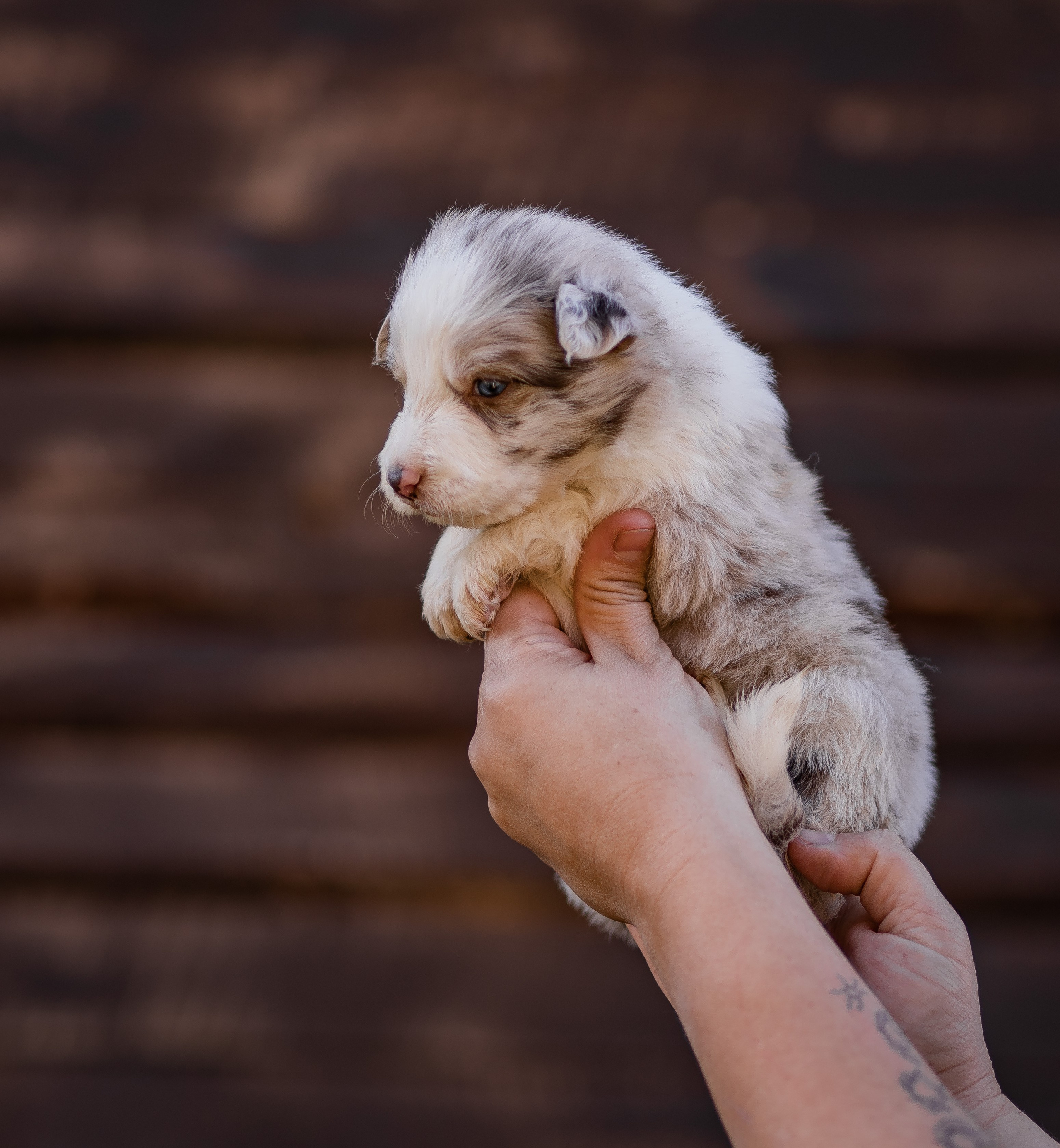 Фритсвит. Семейный фотограф Ефремова Виктория