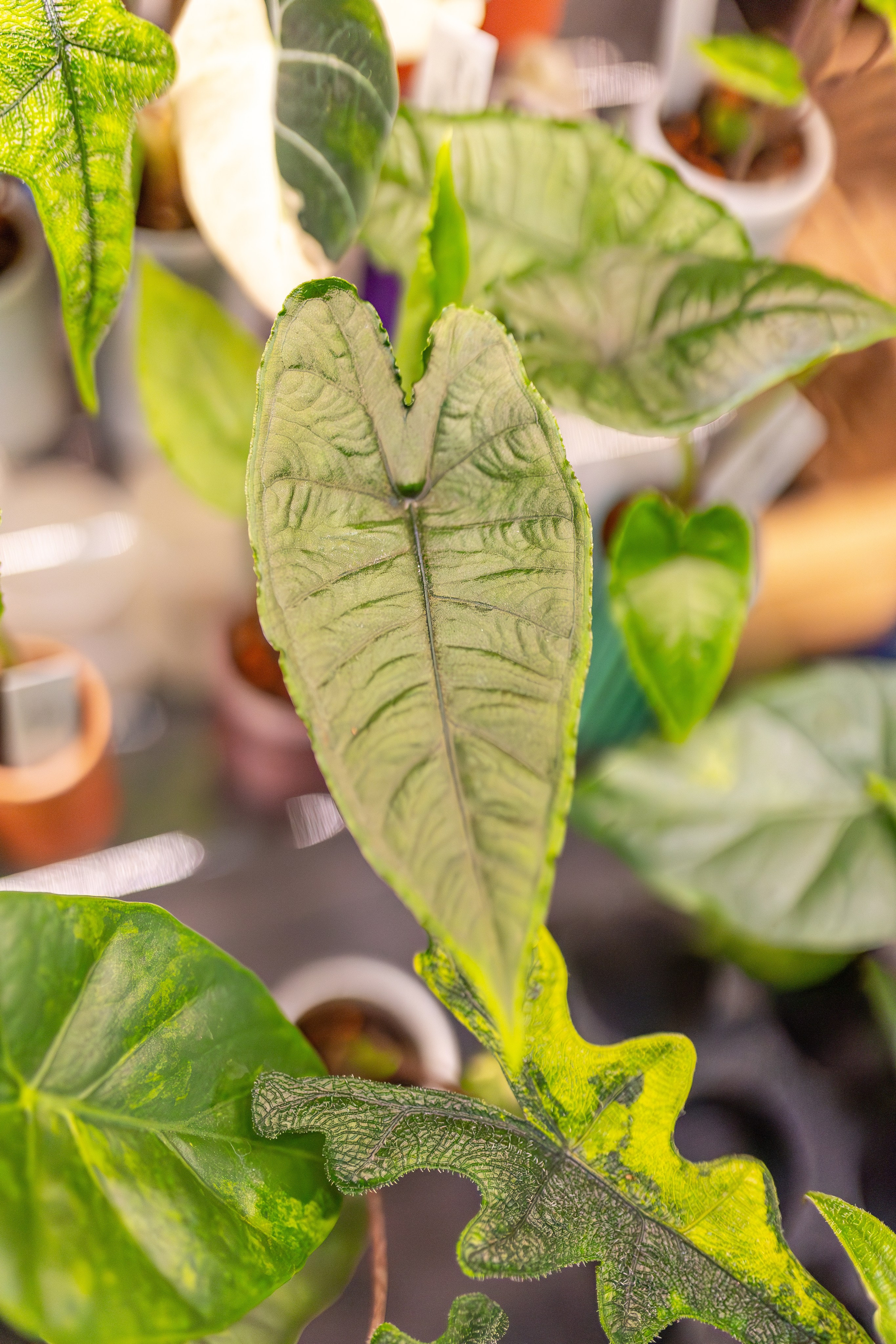 Монстериум апрель 2026. Александра Куликова фотограф, Москва