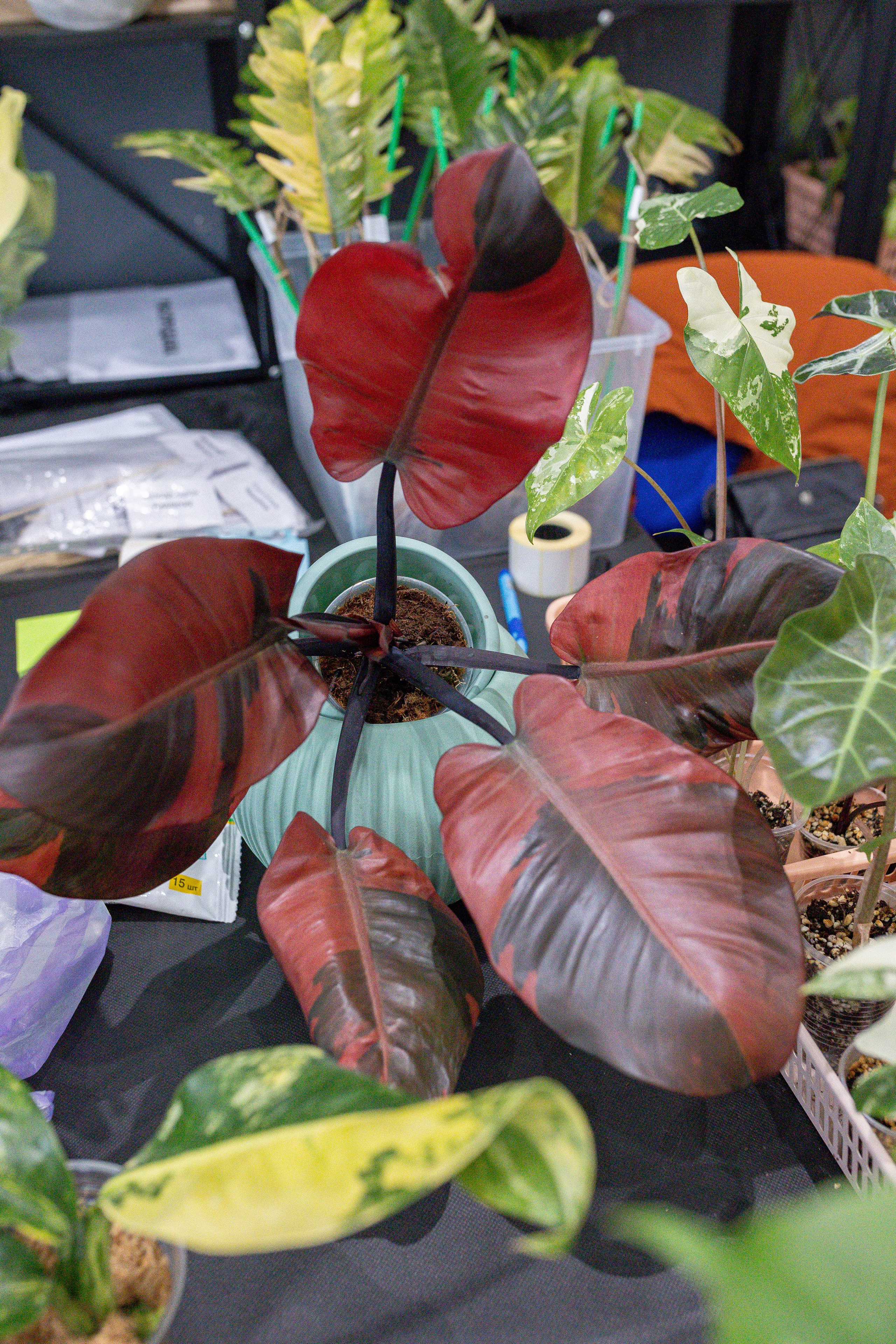 Монстериум апрель 2025. Александра Куликова фотограф, Москва