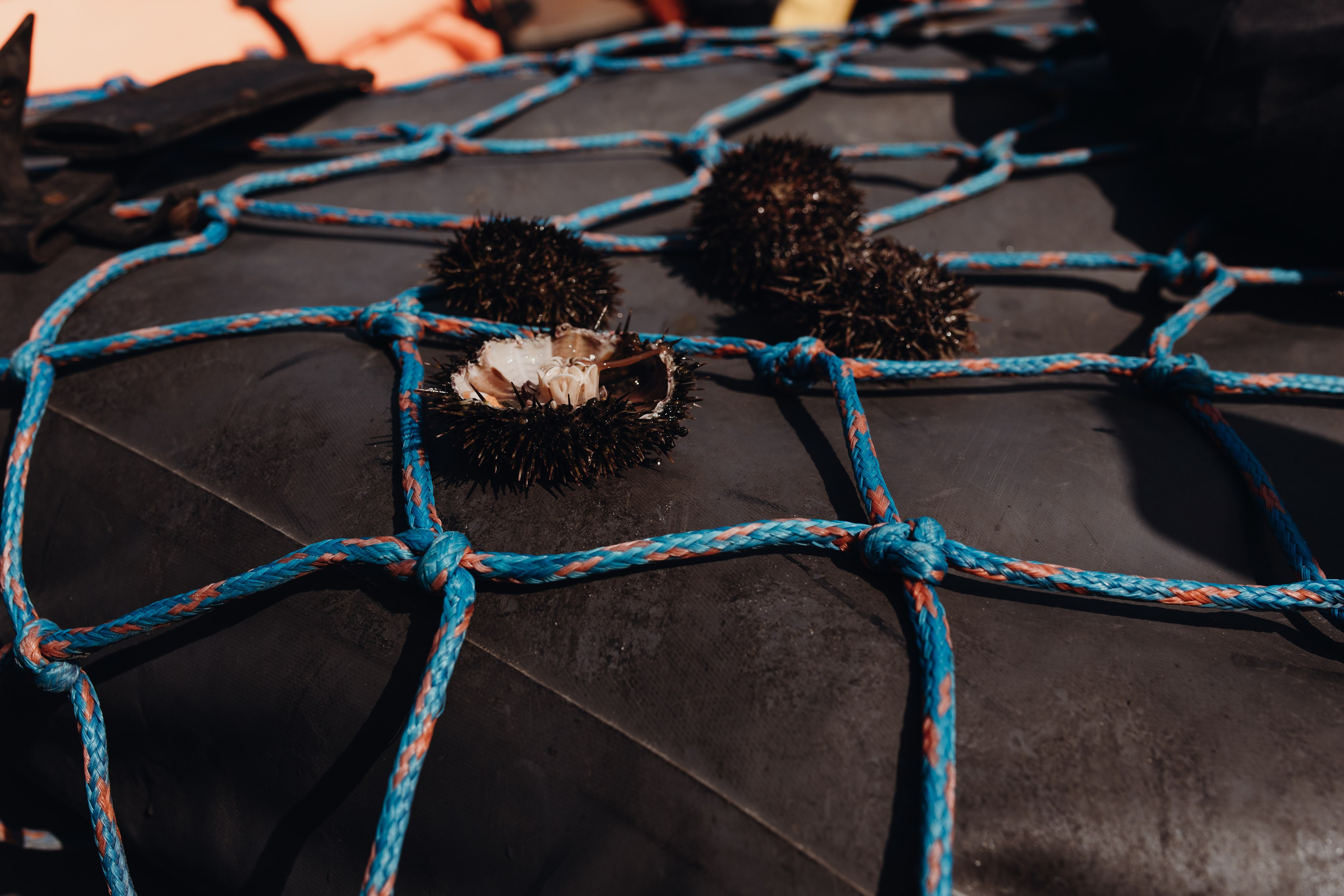 Авторский тур «Оля, куда завтра?!» 2024. Фотограф Итуруп | Курильские острова