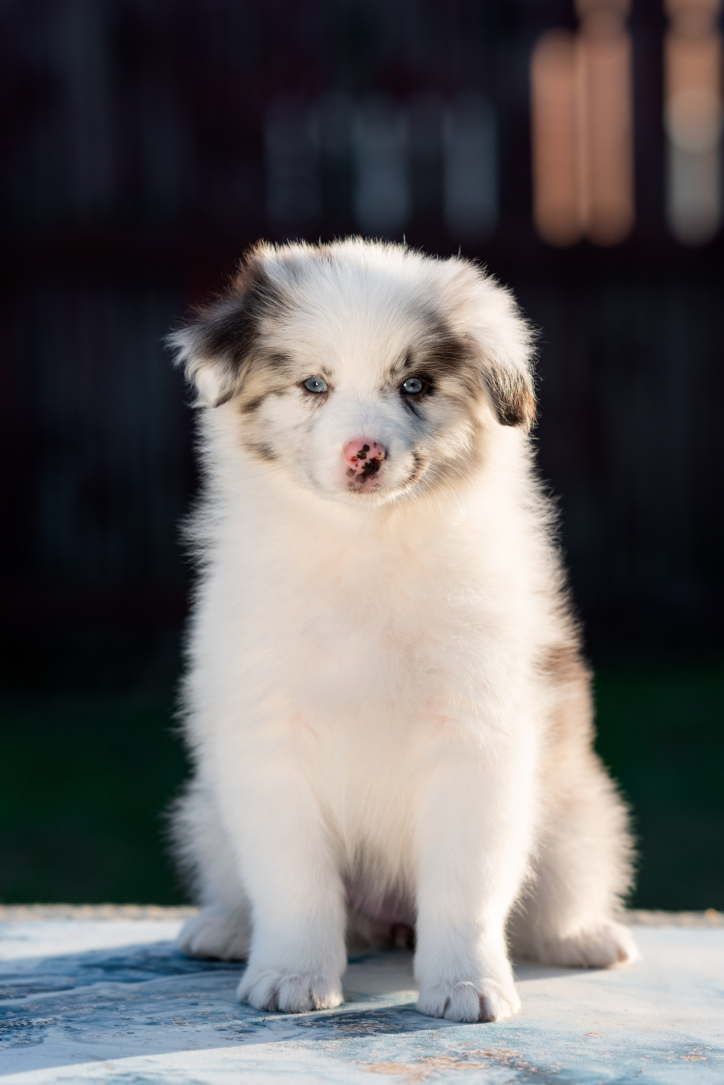 Заводчик Влада Эльман. Творческий фотограф Вологда