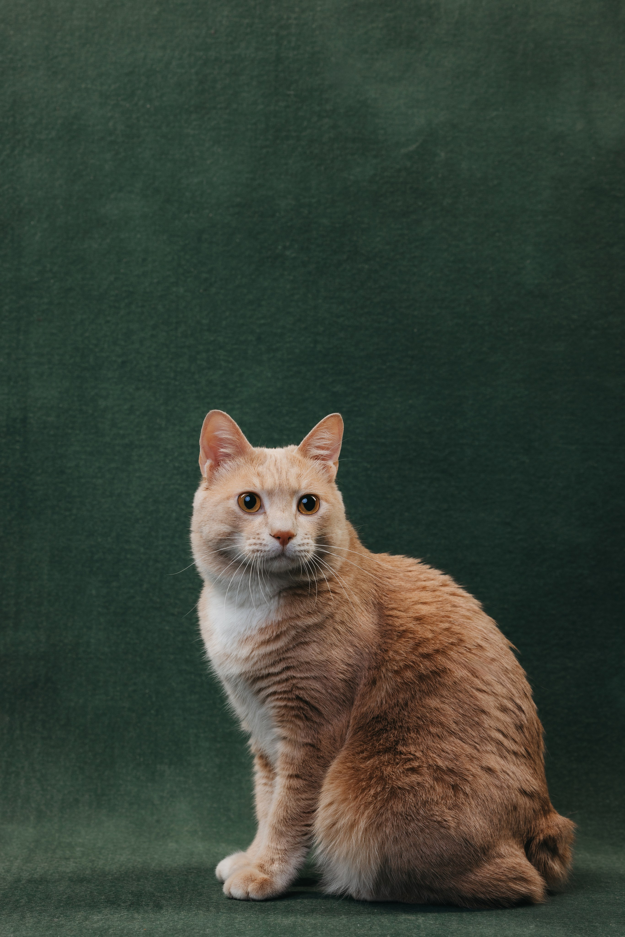 Коты Сет и Квентин. Фотограф анималист Осипчикова Мария