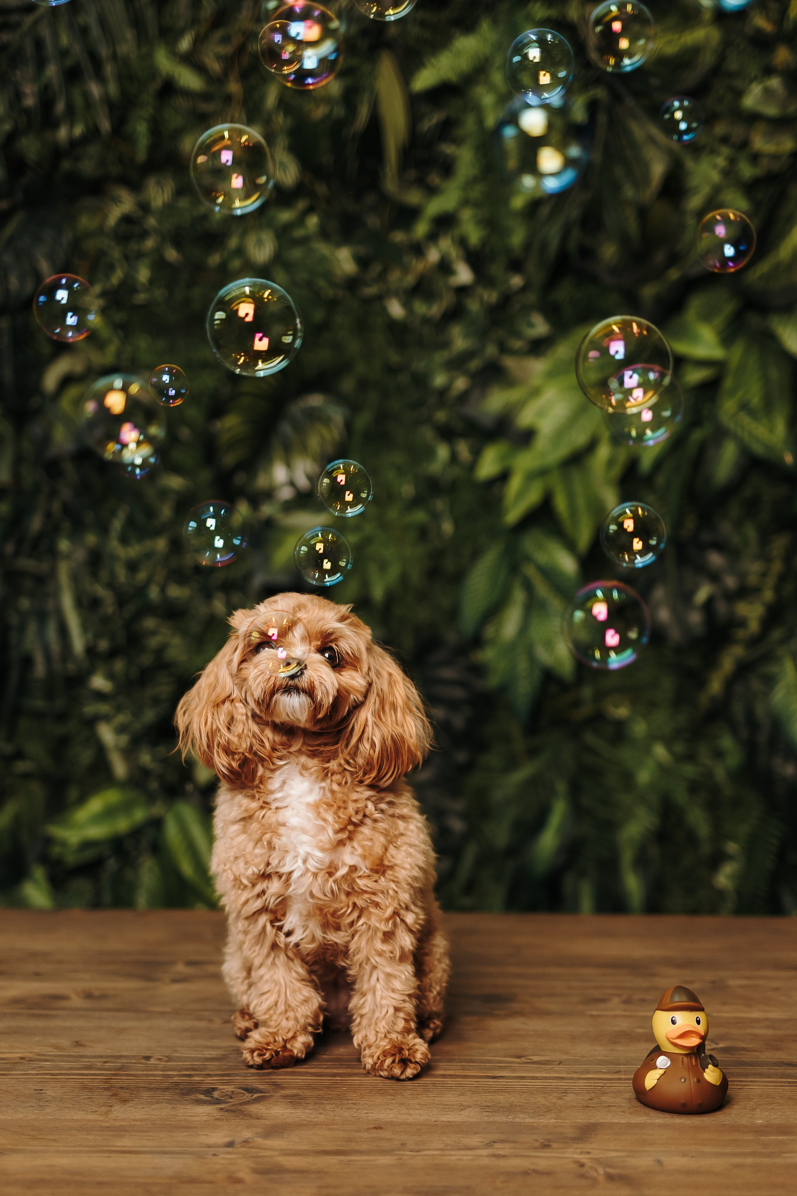 Груминг. Фотограф-анималист в Санкт-Петербурге Алина Яхонт