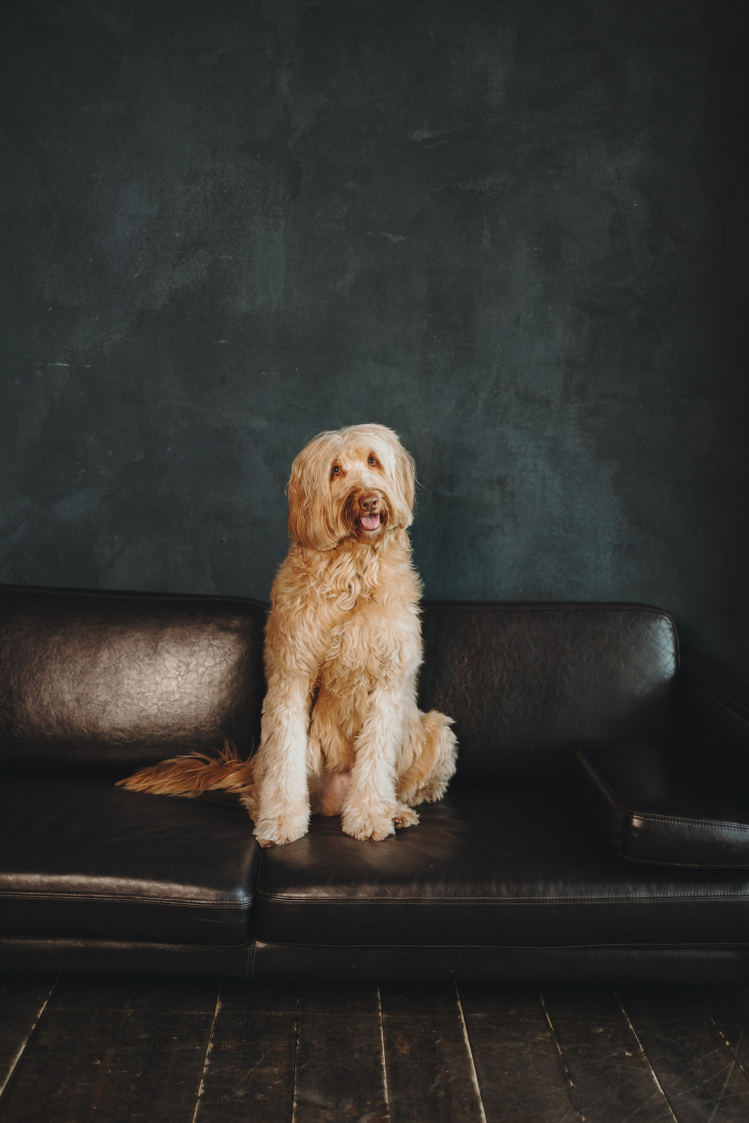 Алина и Фиби. Фотограф-анималист в Санкт-Петербурге Алина Яхонт