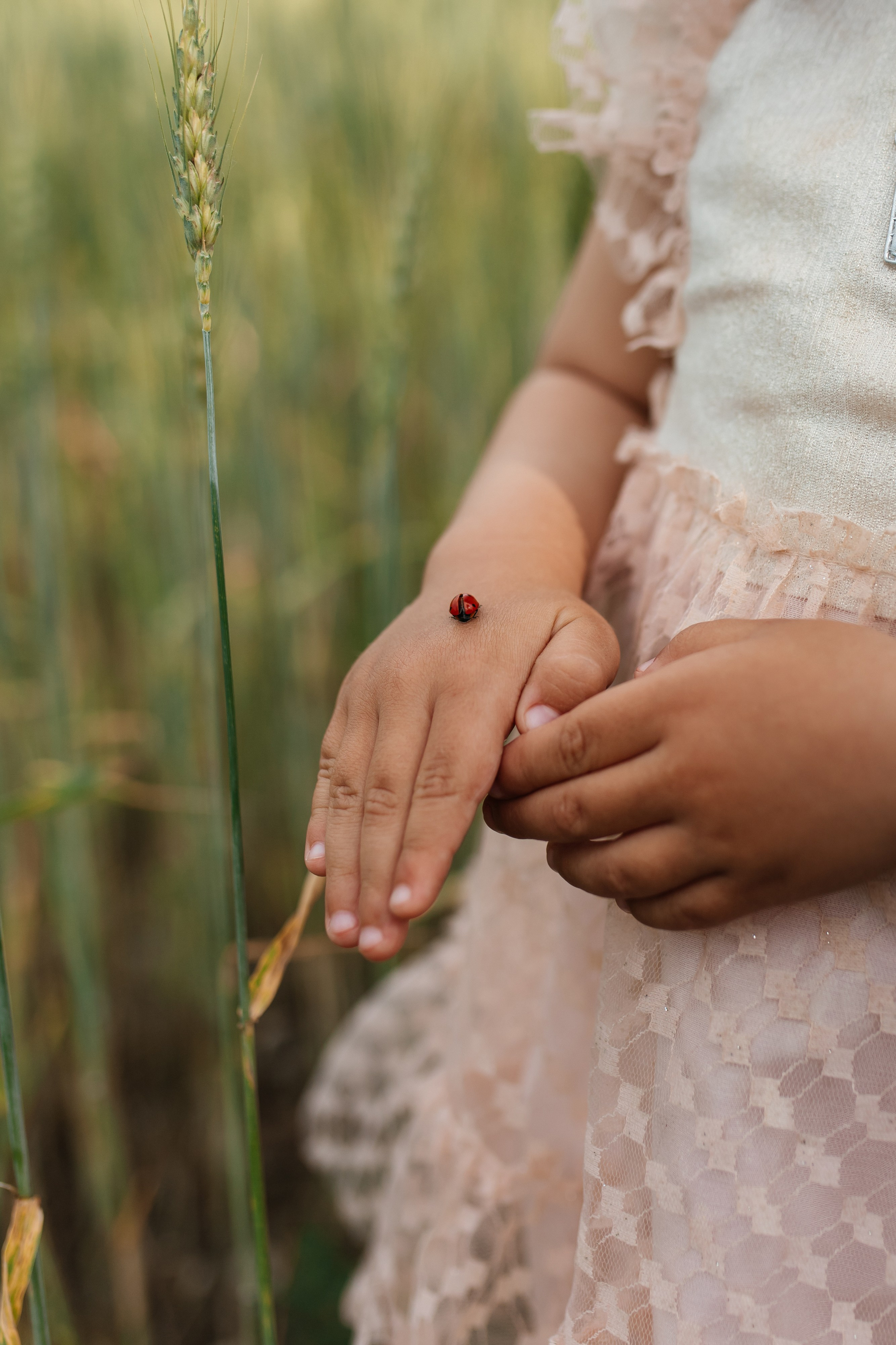 Daisies. ФОТОГРАФ
