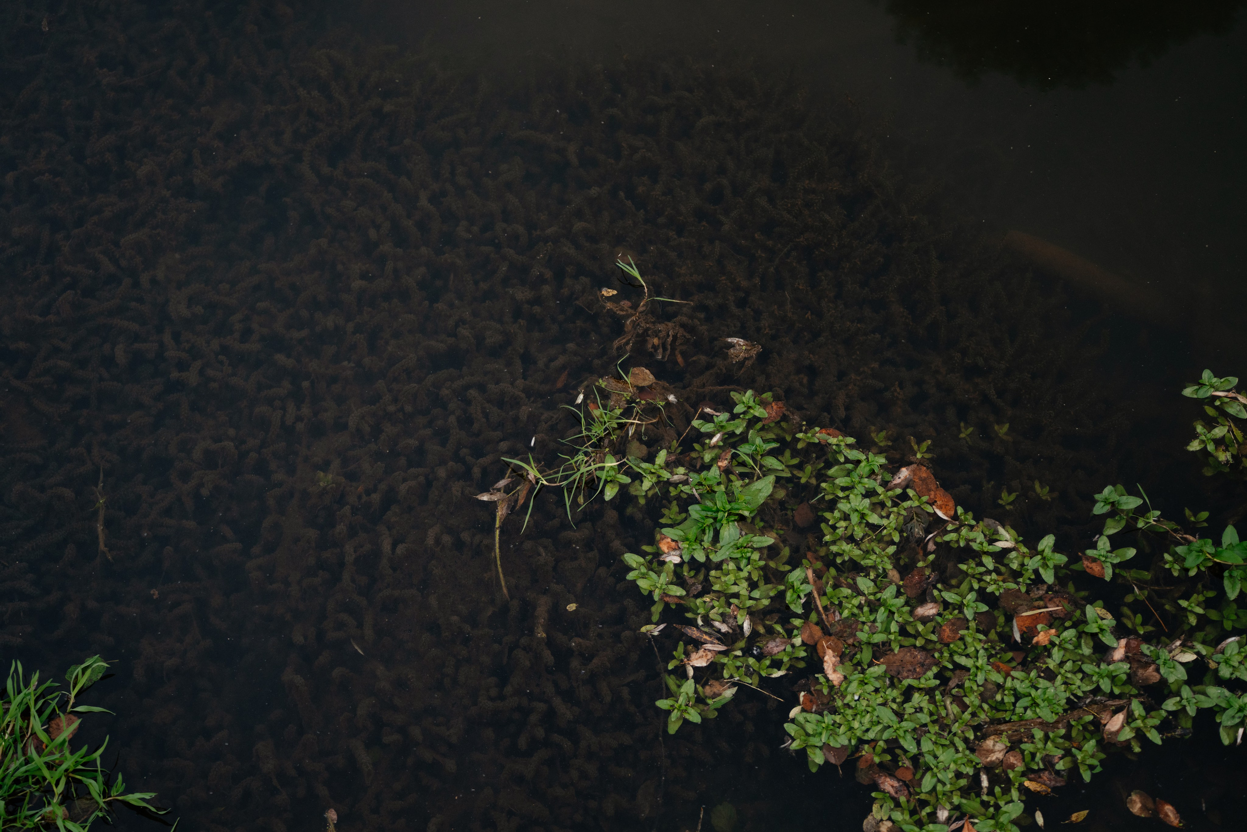 Дугна. Vlad Trykov