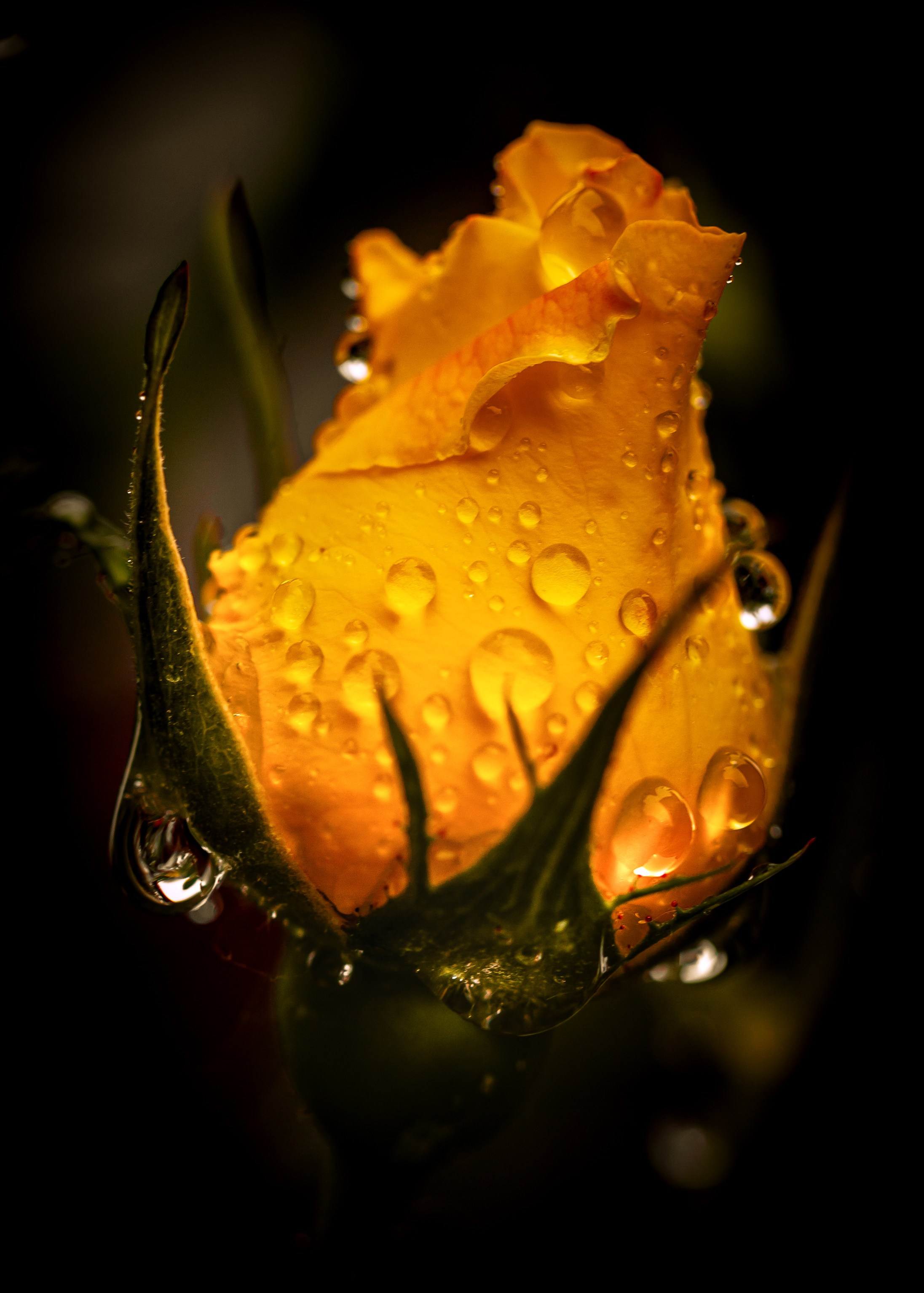 Розы. Медиапродюсер, фотограф в Минеральных Водах —Виктор Холодов